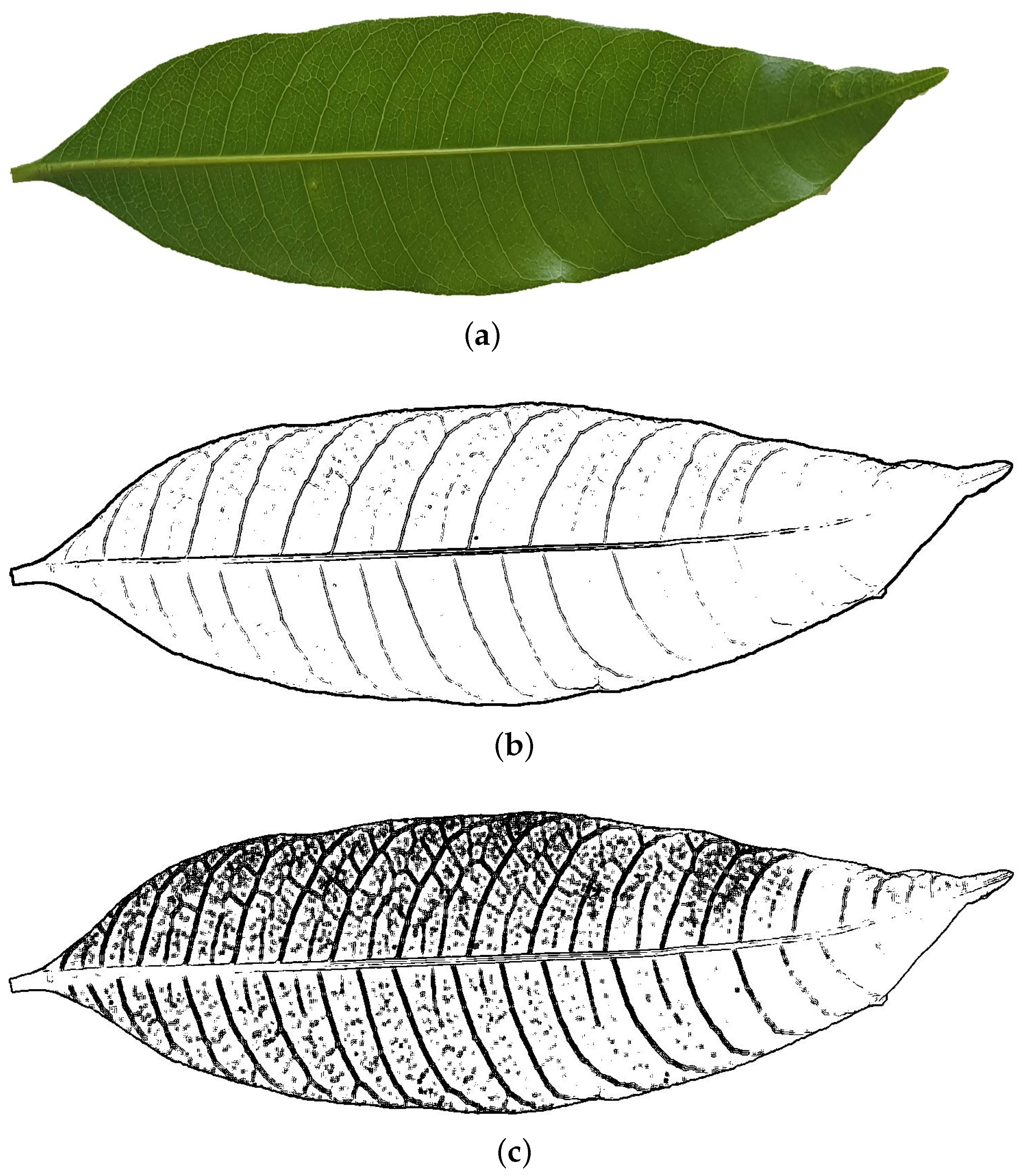 Fractalfract 09 00310 g010