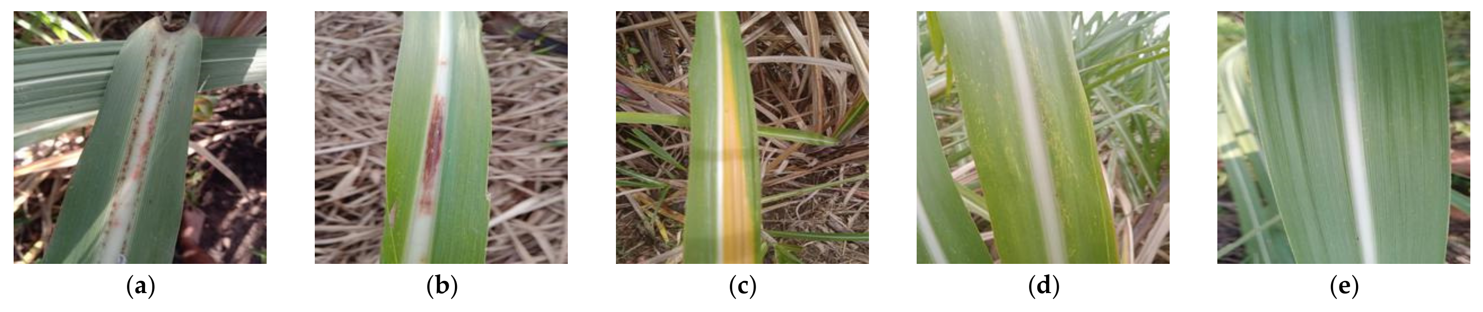 Fractalfract 09 00315 g008