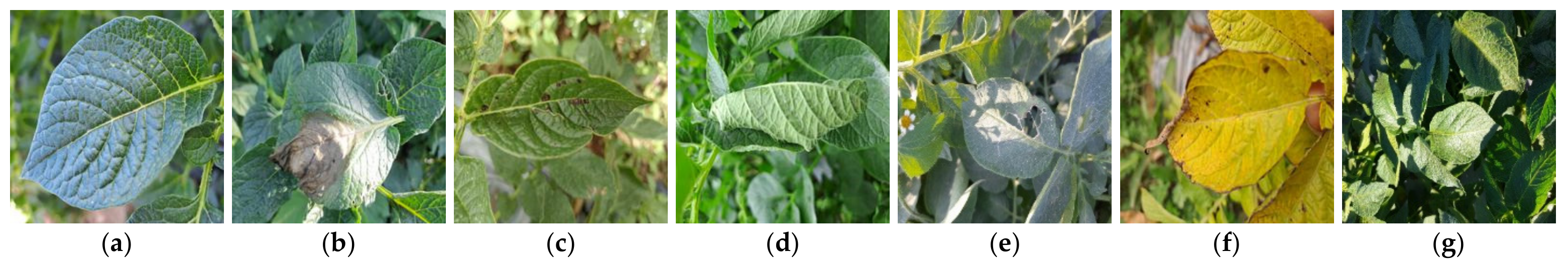 Fractalfract 09 00315 g009