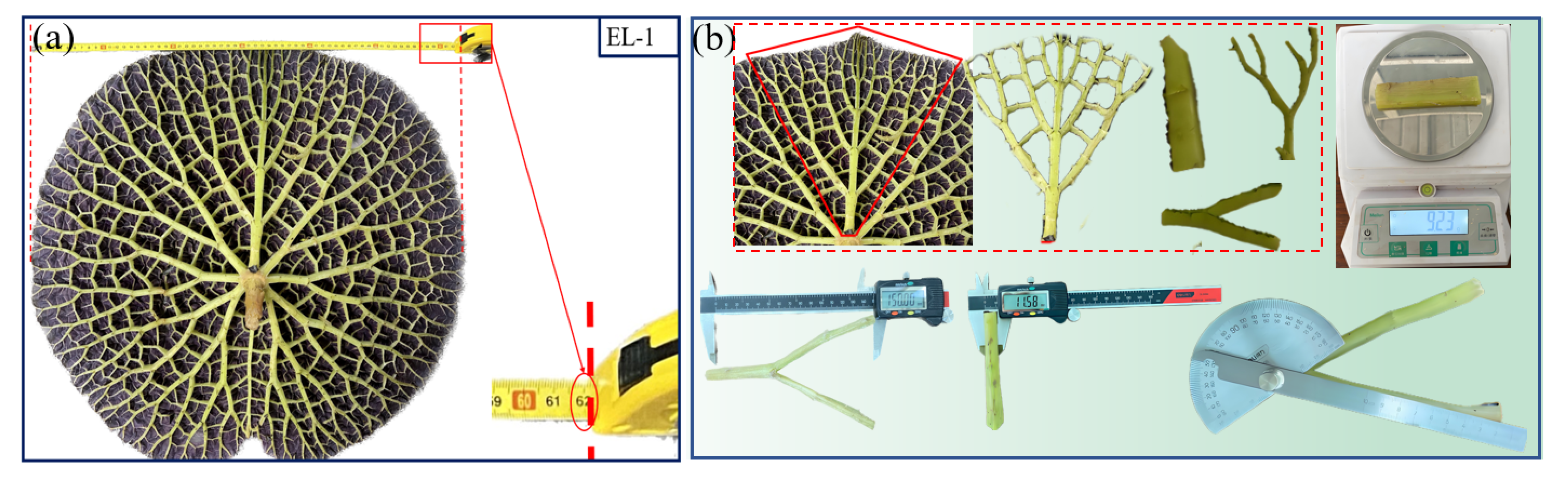 Mechanical Properties and Energy Absorption Characteristics