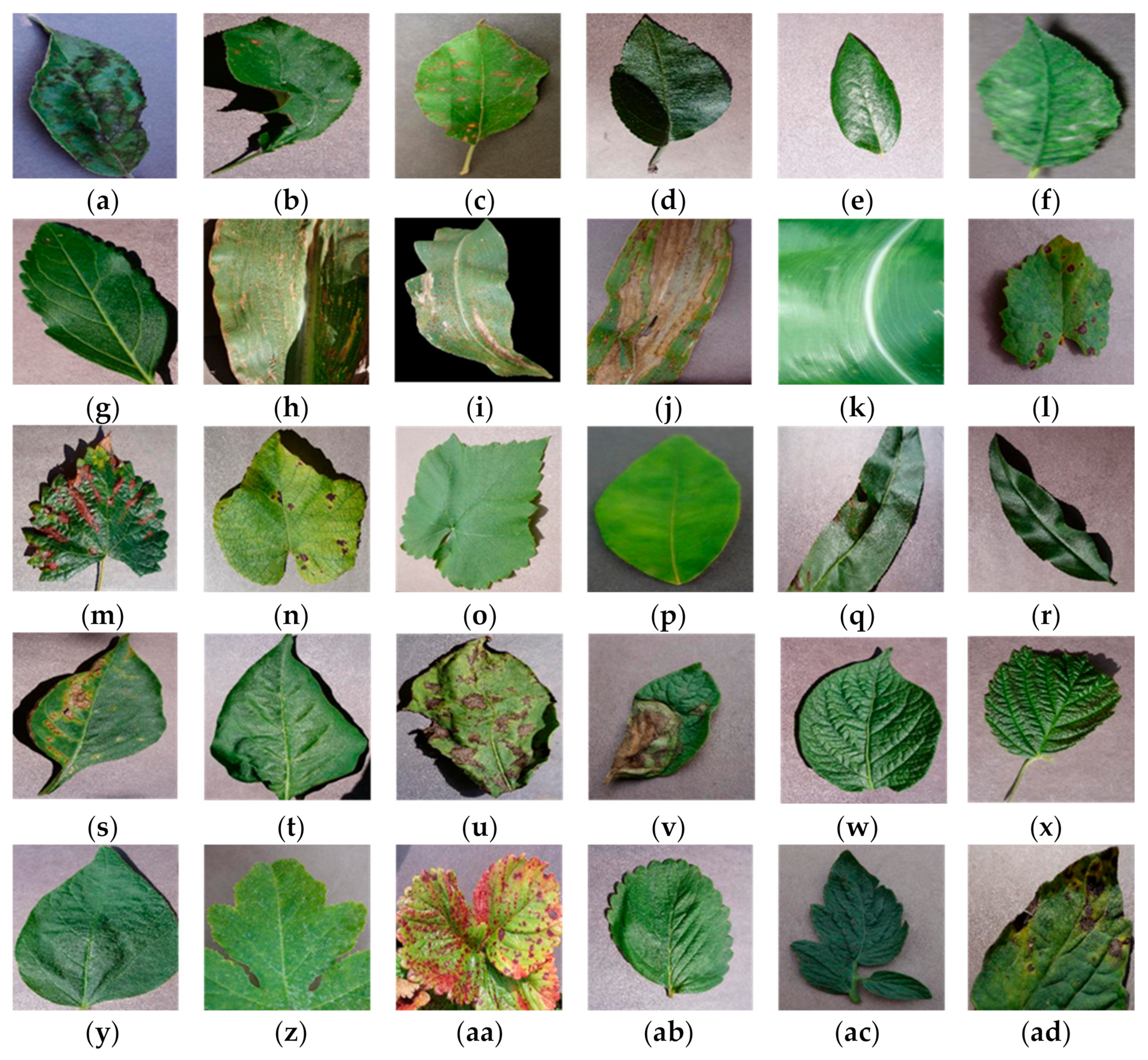Fractalfract 09 00691 g001a Fractalfract 09 00691 g001a