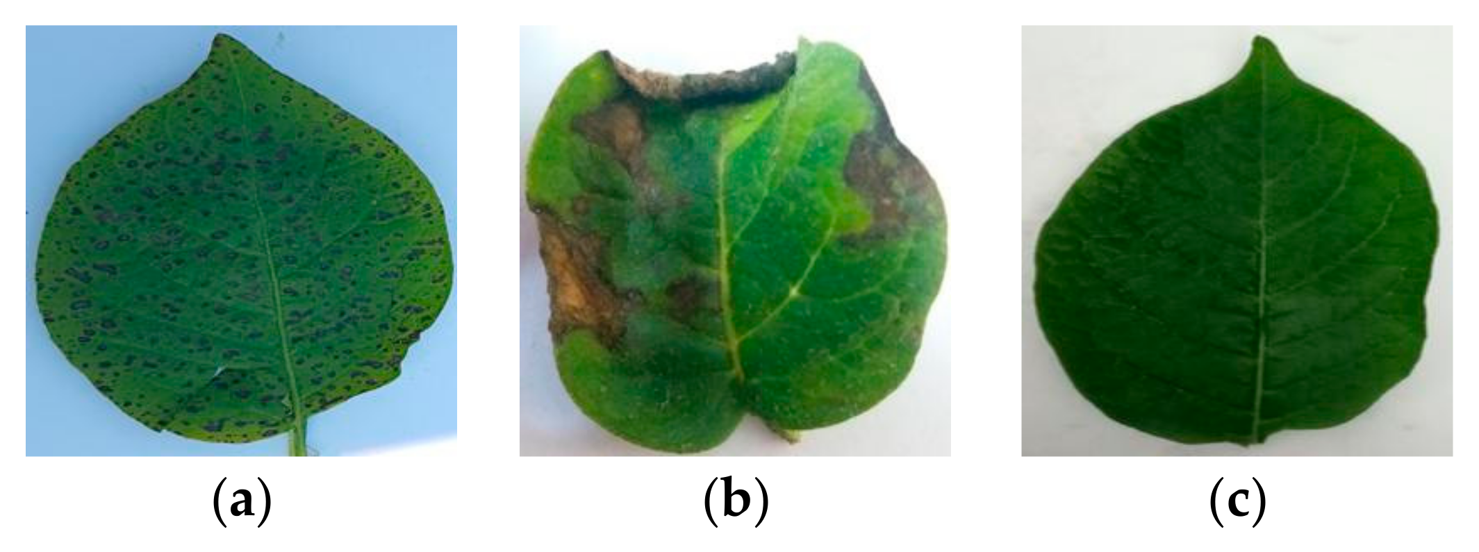 Fractalfract 09 00691 g002 Fractalfract 09 00691 g002