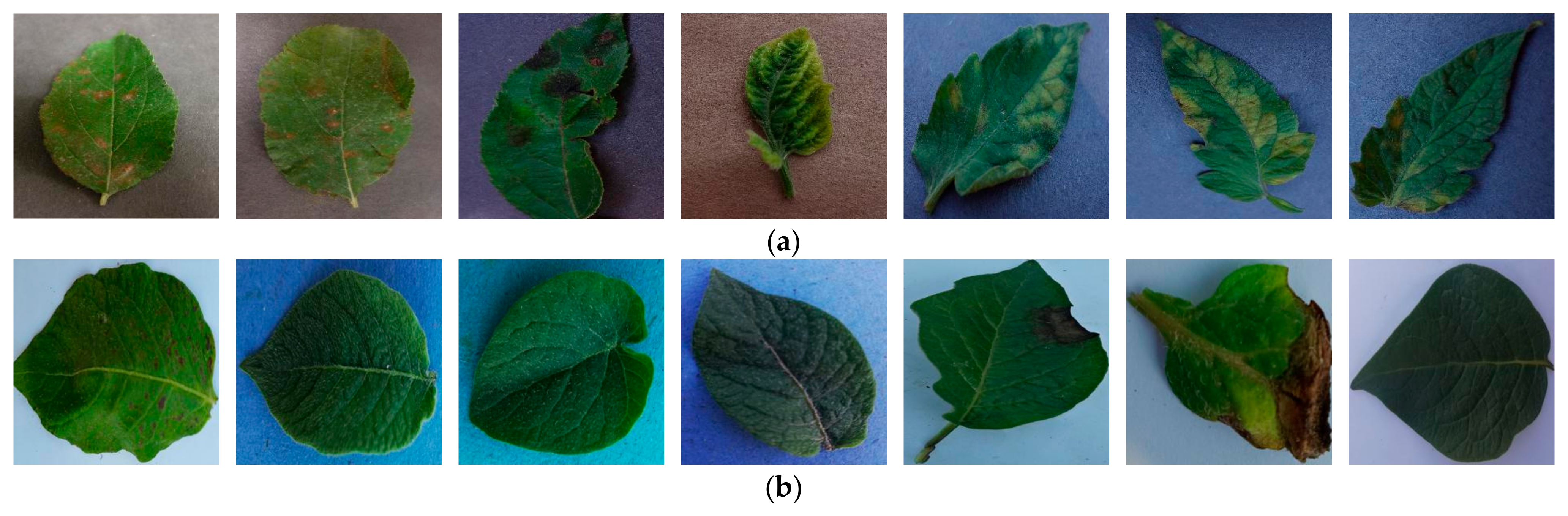 Fractalfract 09 00691 g013 Fractalfract 09 00691 g013