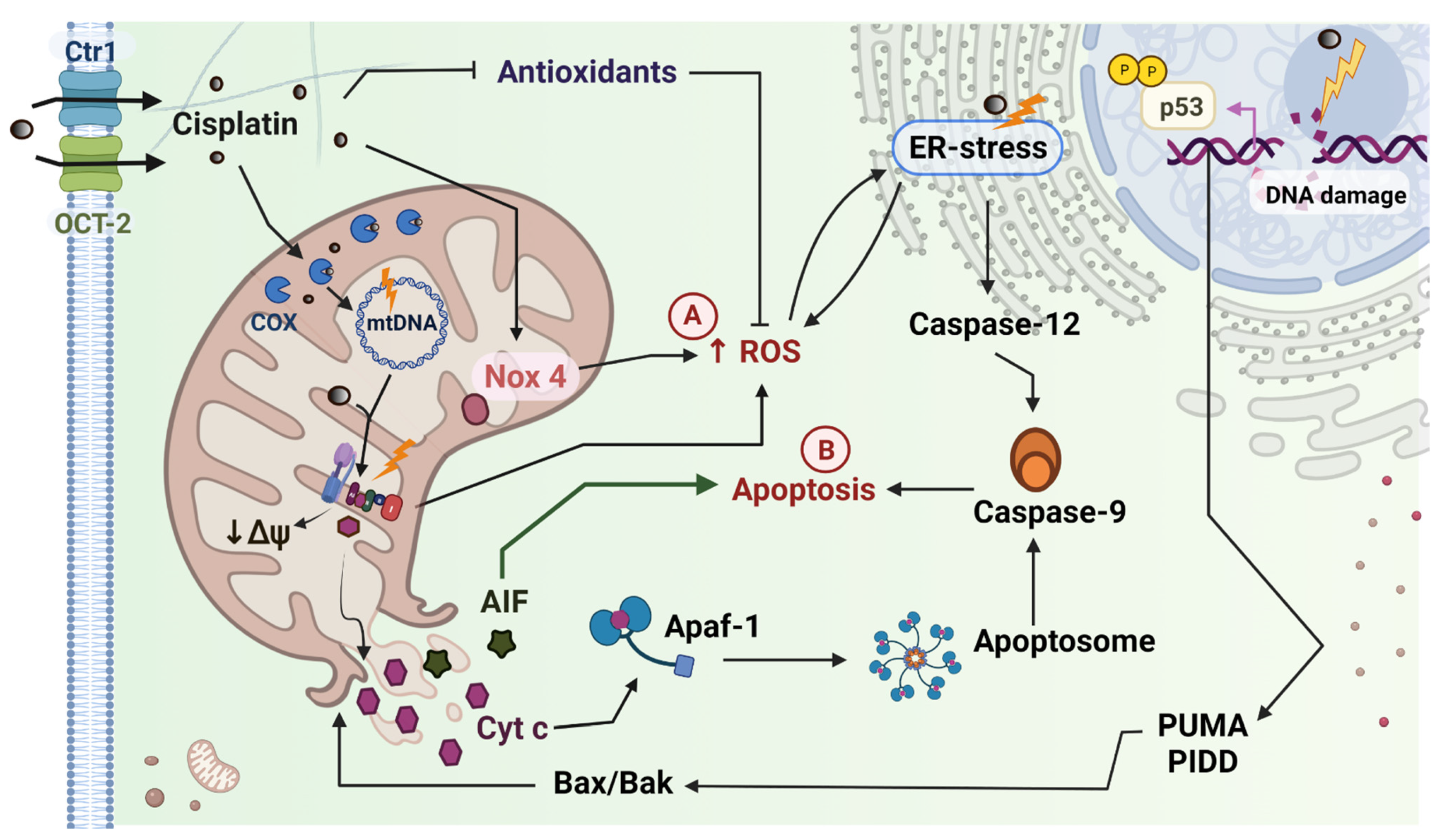 Futurepharmacol 01 00002 g003
