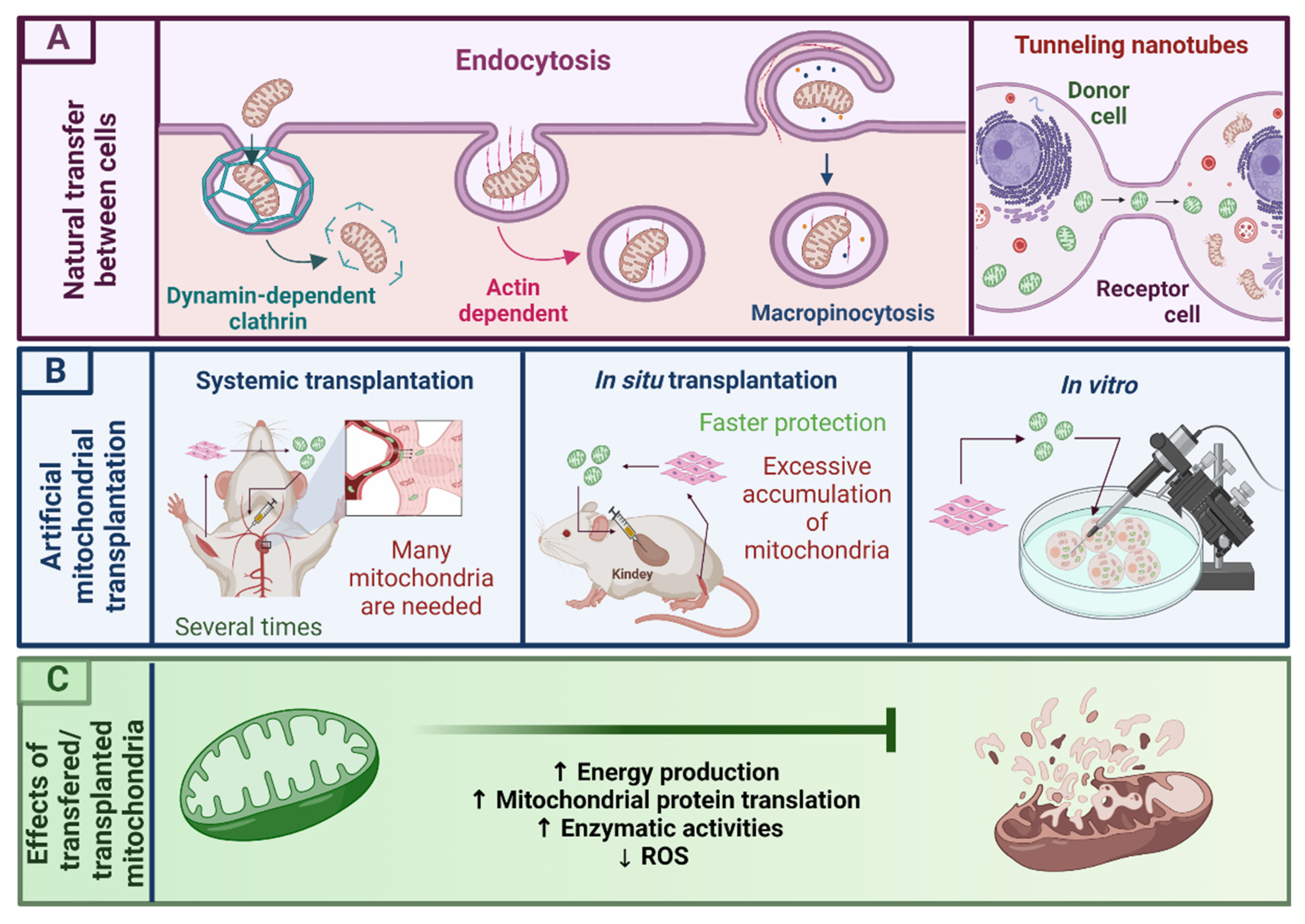 Futurepharmacol 01 00002 g004