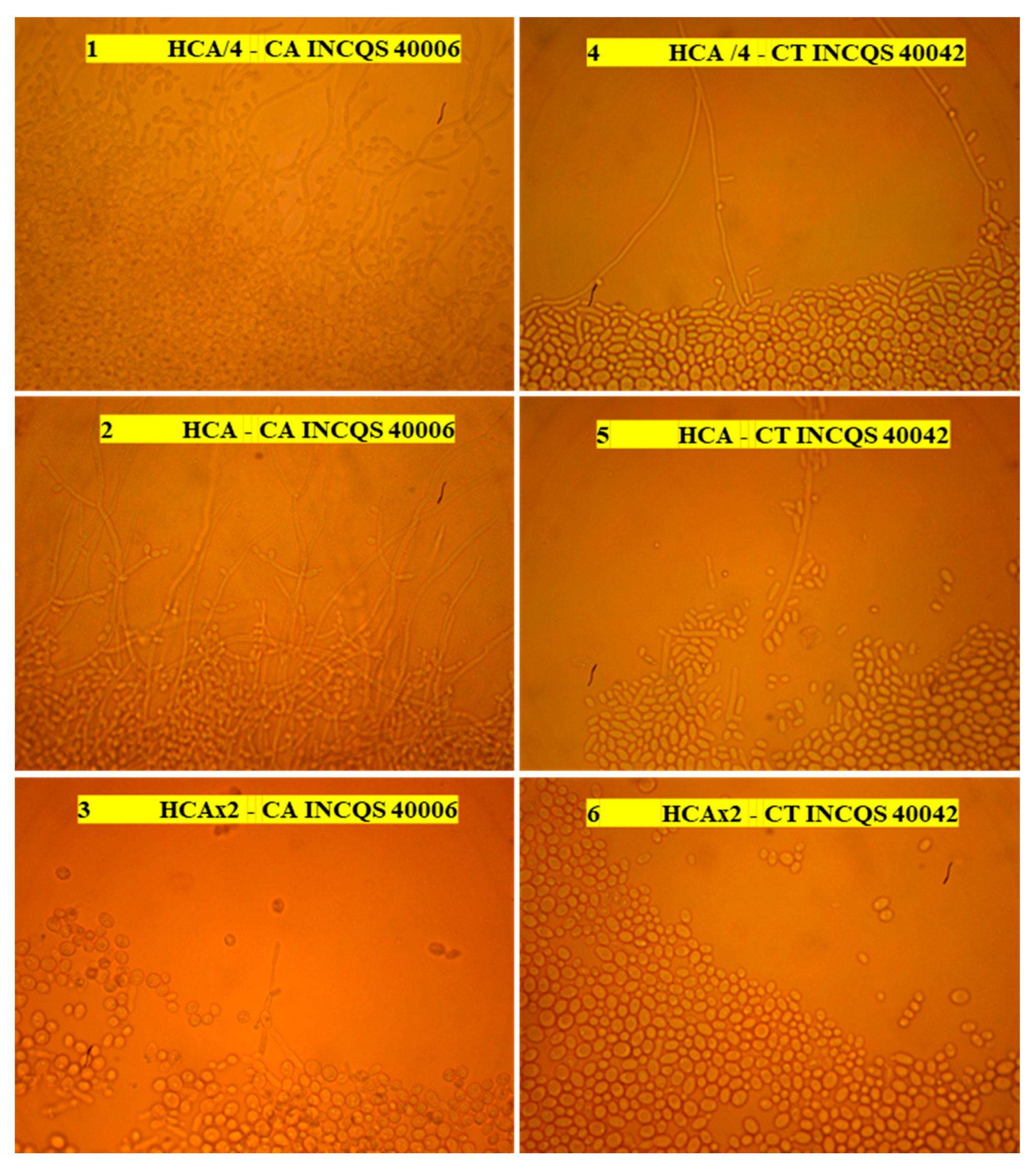 Futurepharmacol 02 00002 g005