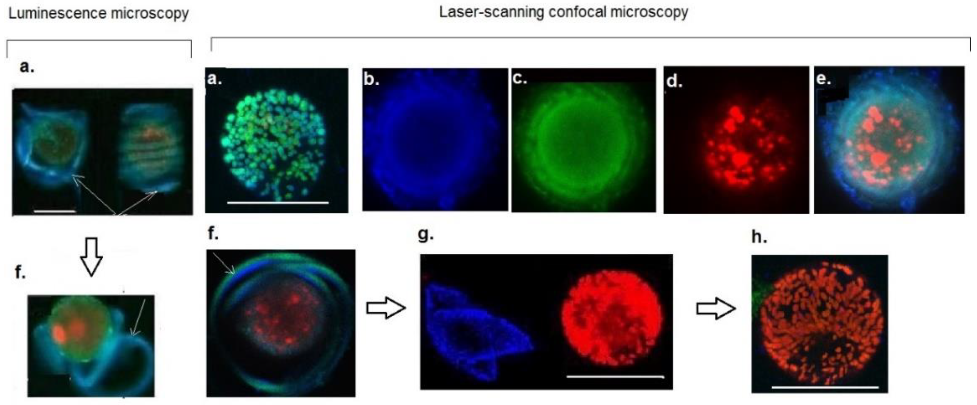 Futurepharmacol 02 00010 g002