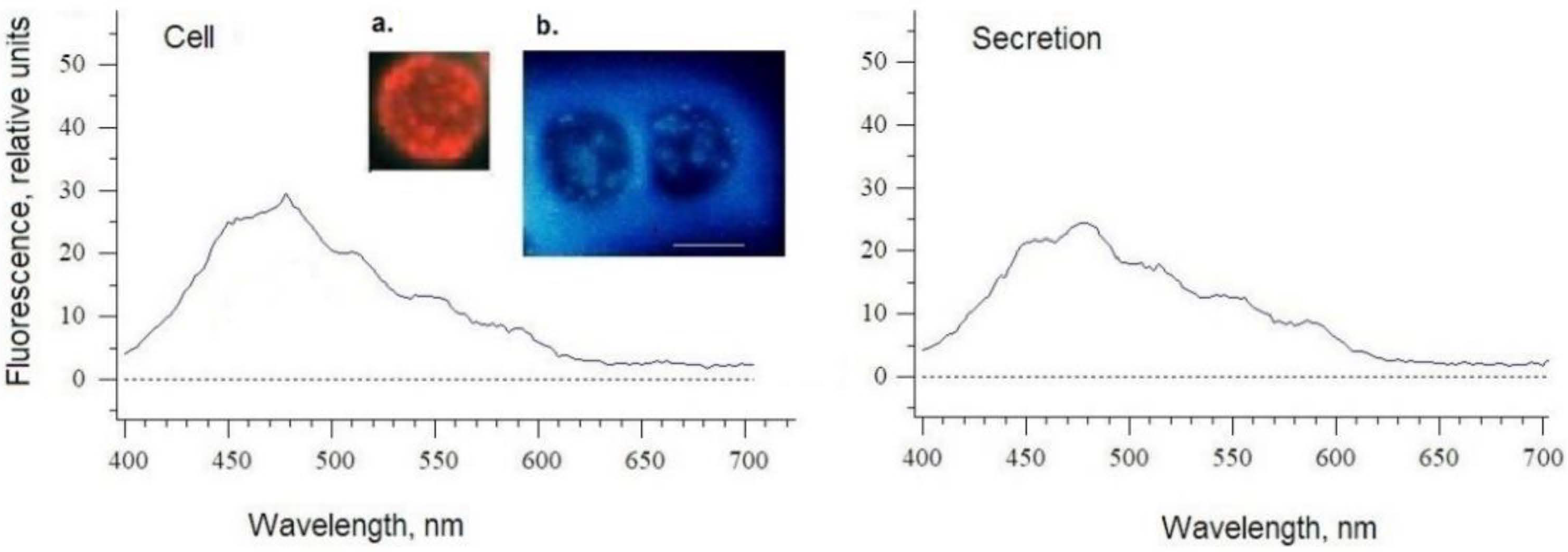 Futurepharmacol 02 00010 g004