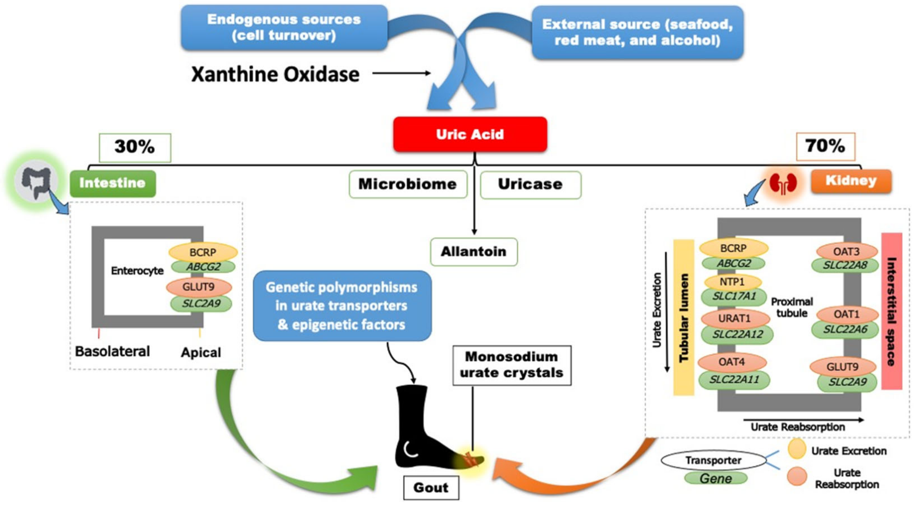Futurepharmacol 02 00011 g001