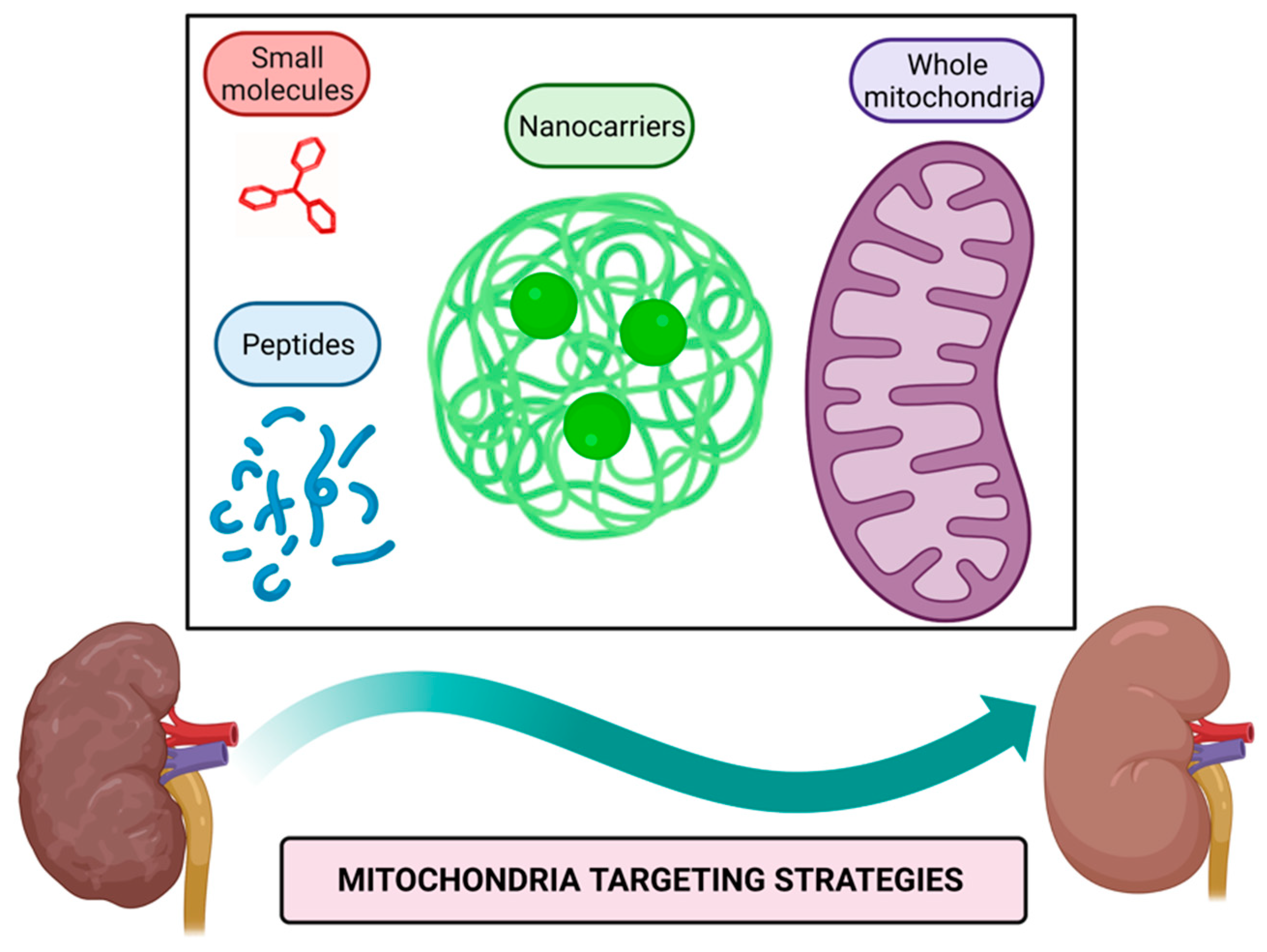 Future Pharmacology | Free Full-Text | Promising Therapeutic Strategies  Targeting Mitochondria in Kidney Diseases: From Small Molecules to Whole  Mitochondria
