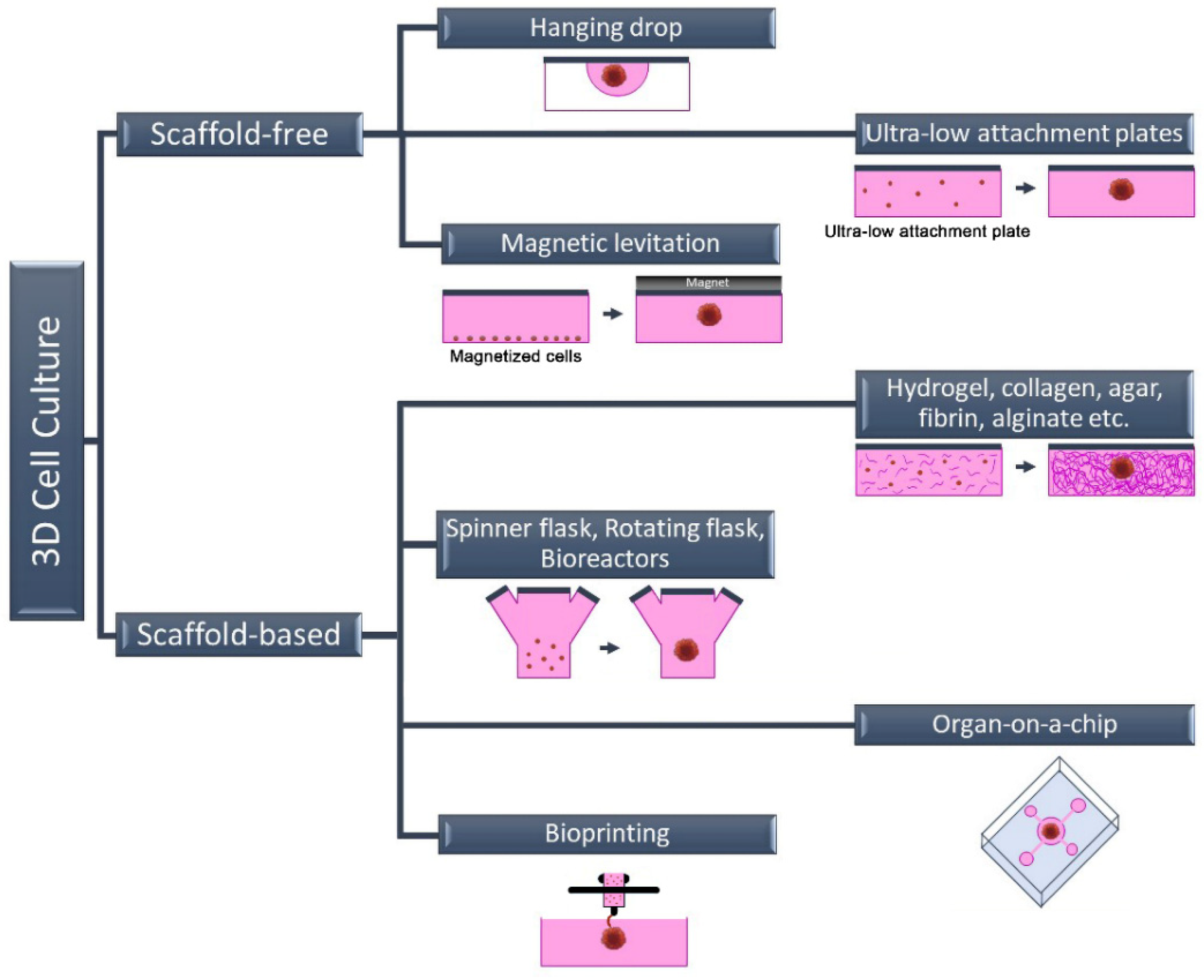 Future Pharmacology Free FullText ThreeDimensional Cell Culture Methods in Infectious