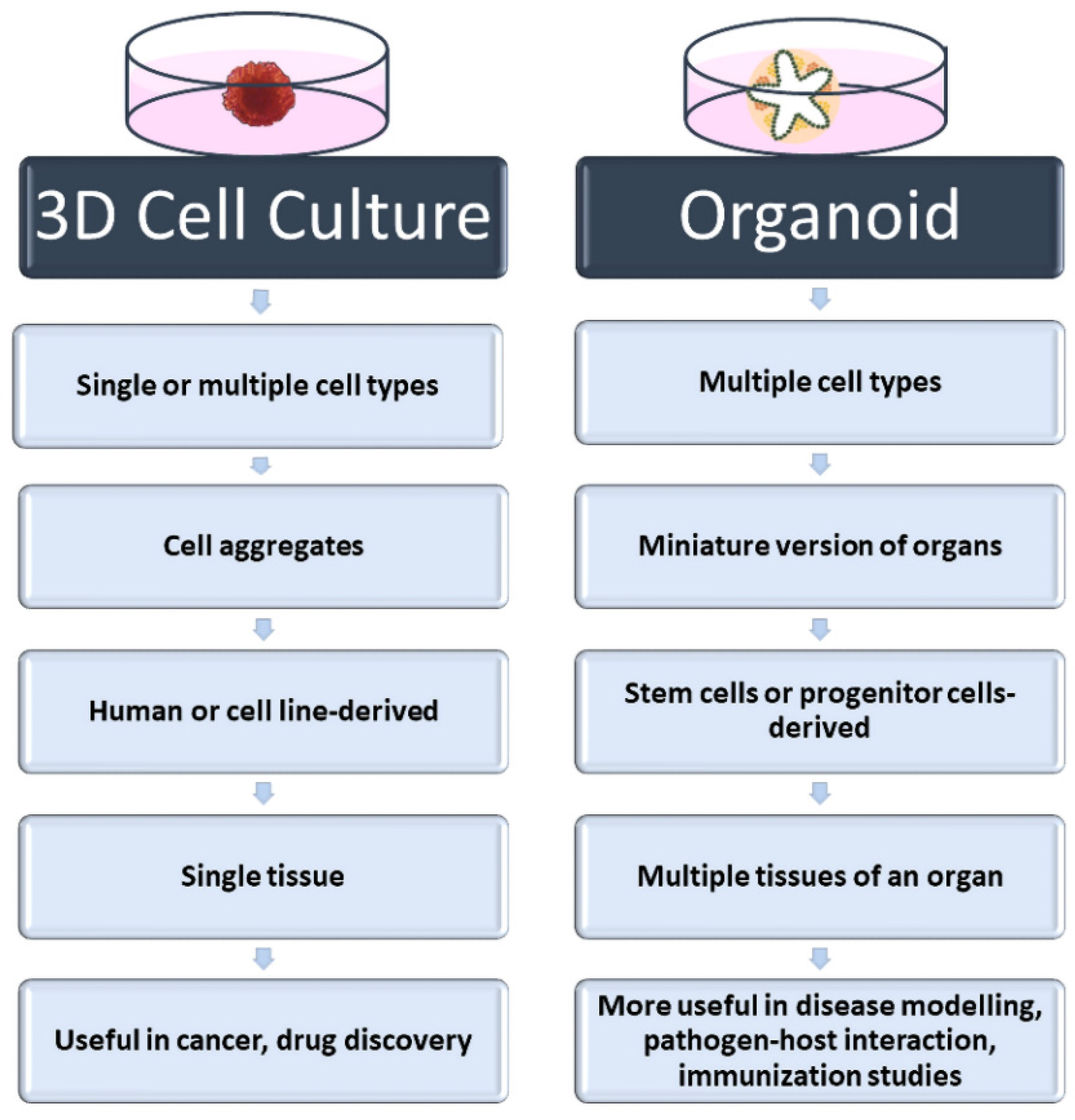 Future Pharmacology Free FullText ThreeDimensional Cell Culture