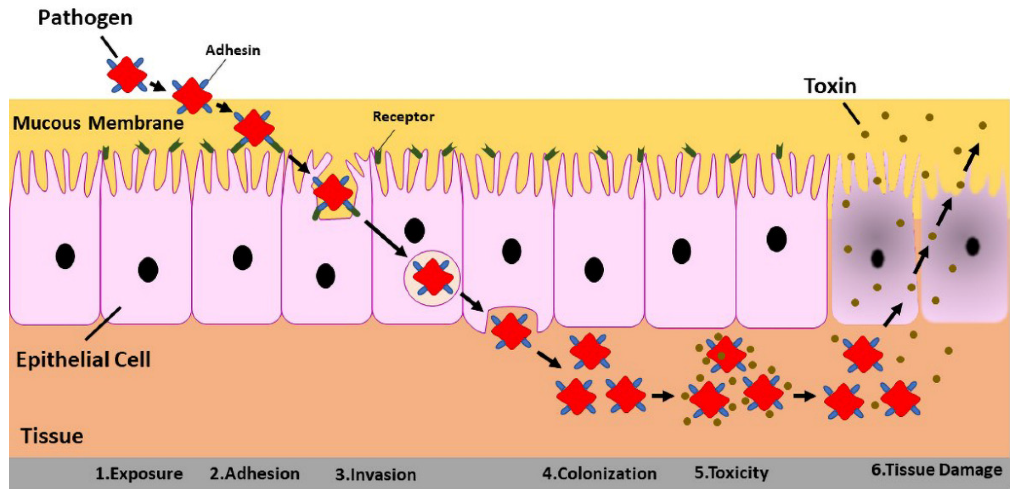 Futurepharmacol 03 00004 g003 Futurepharmacol 03 00004 g003