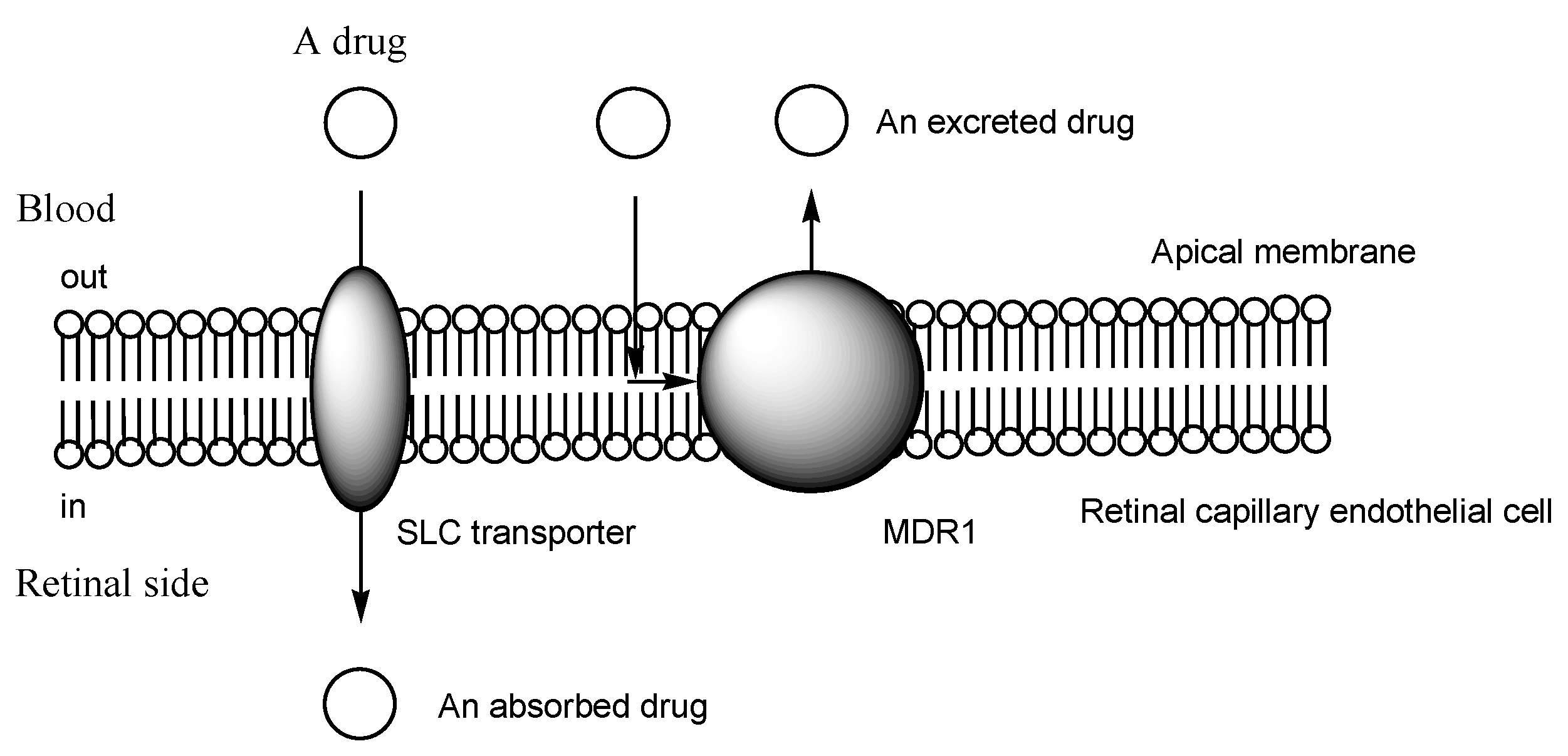 Futurepharmacol 03 00046 g006