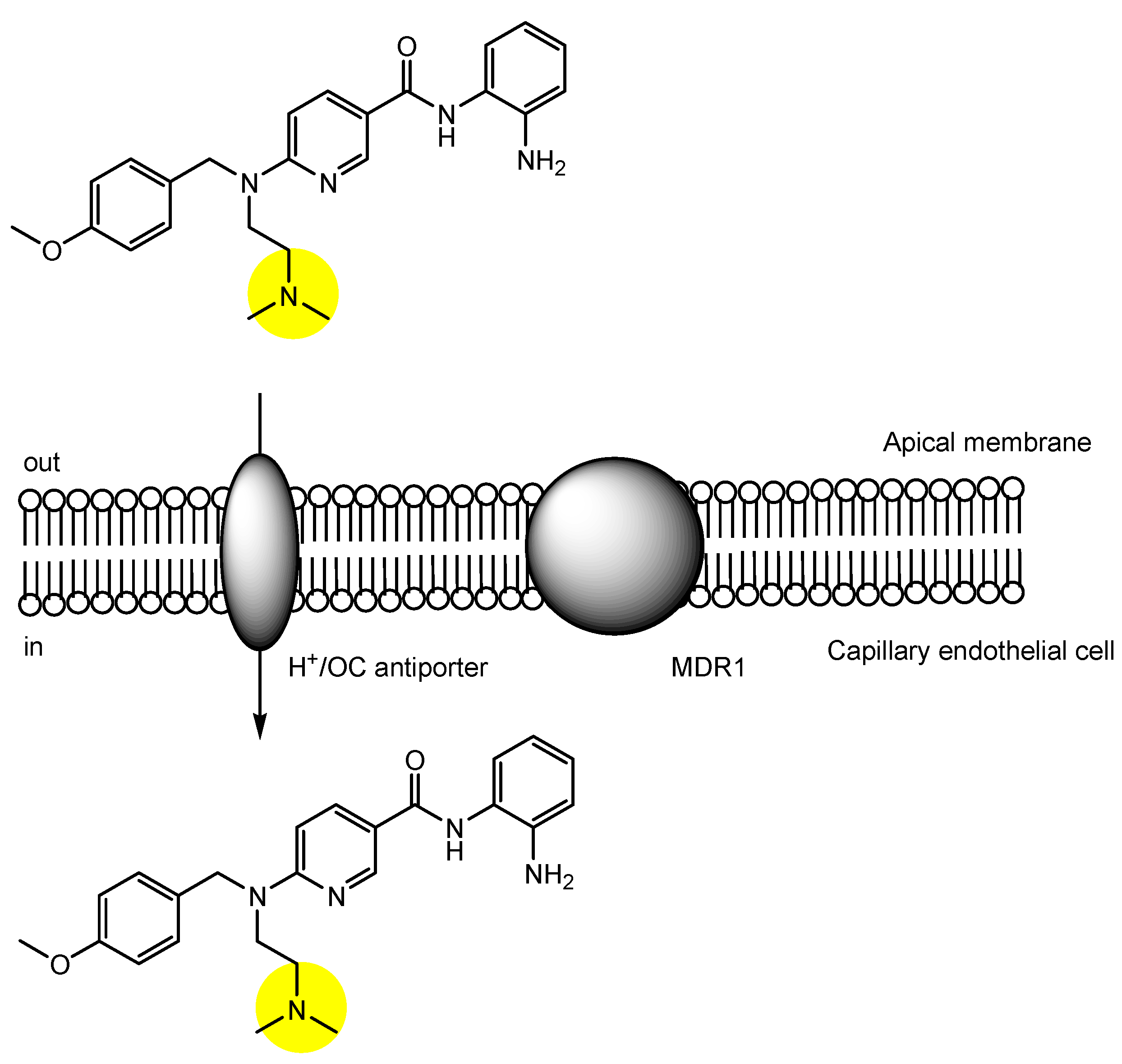 Futurepharmacol 03 00046 g008