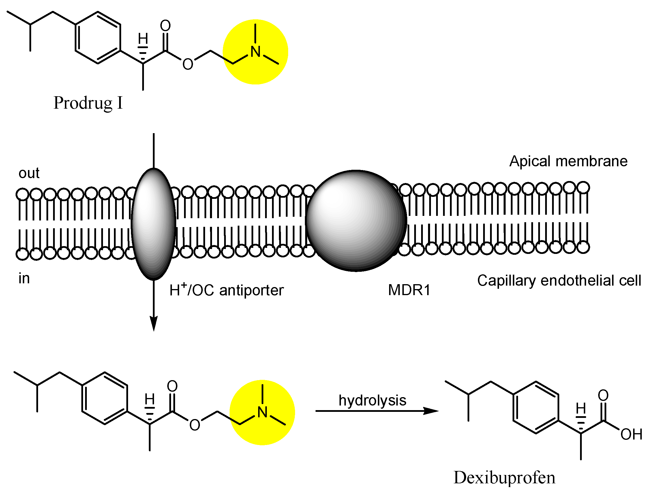 Futurepharmacol 03 00046 g013