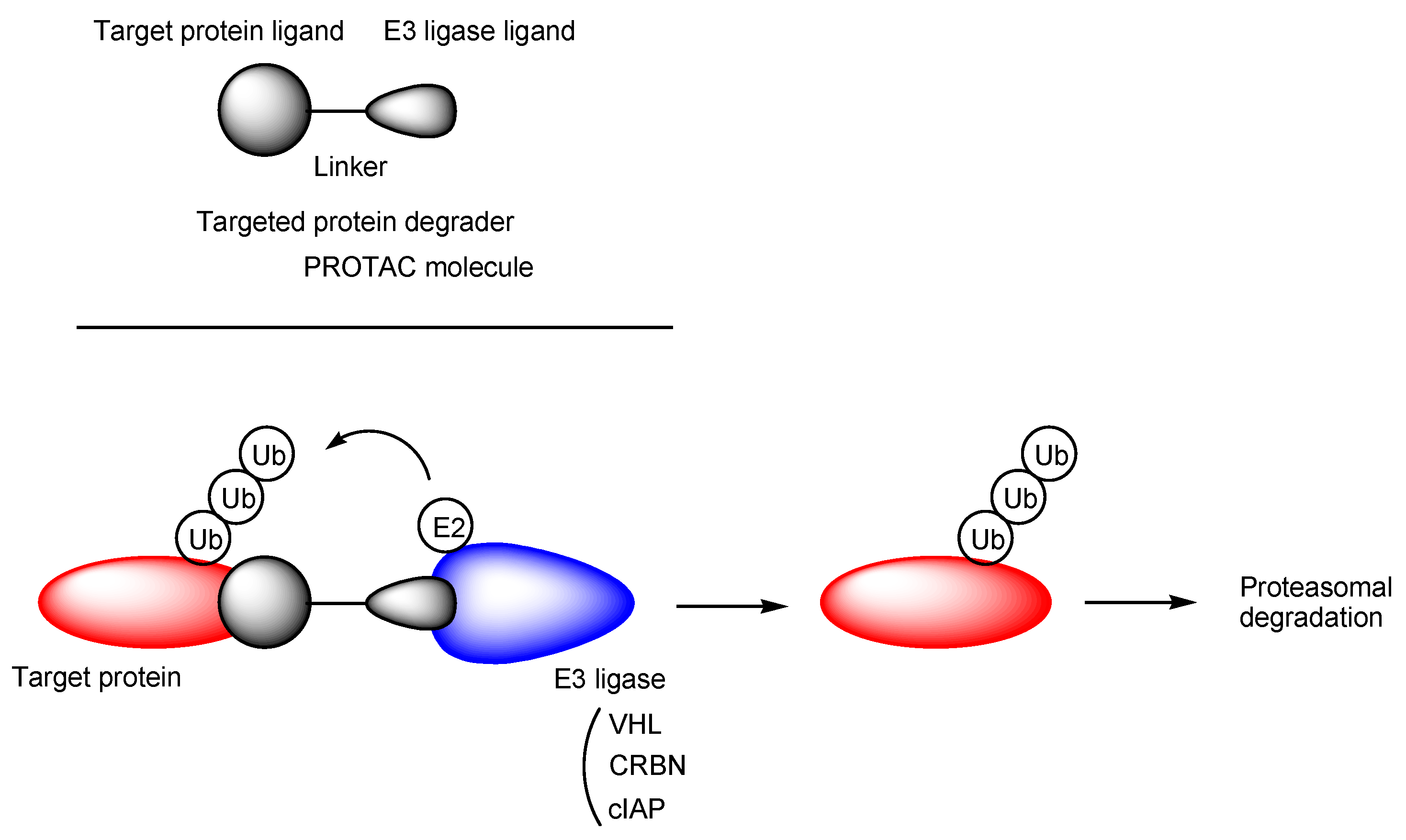 Futurepharmacol 03 00046 g014