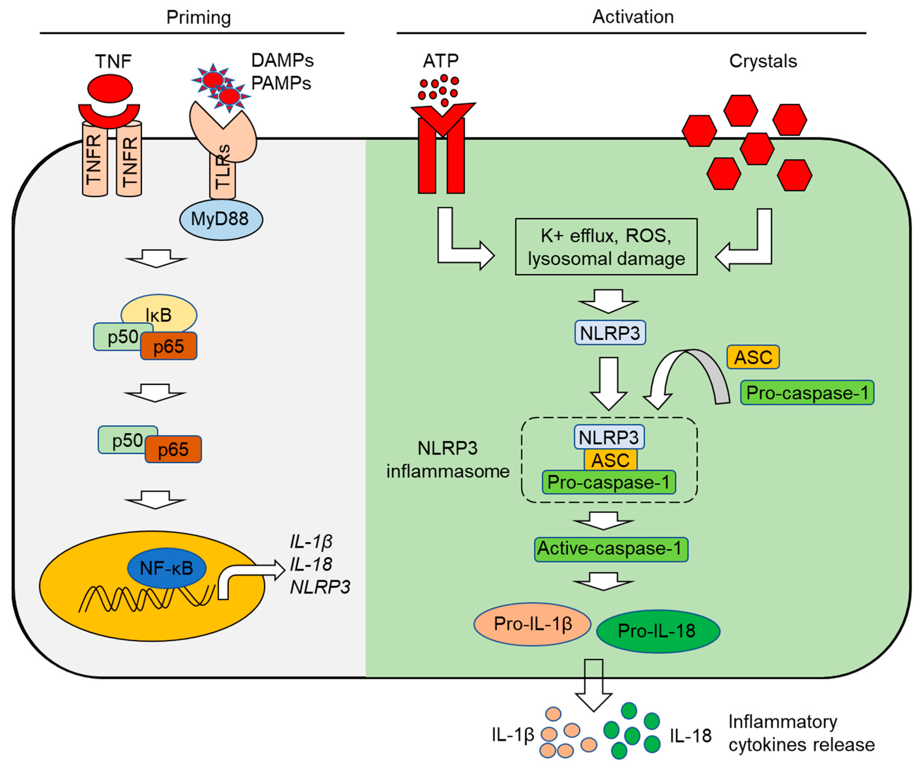 Futurepharmacol 03 00048 g002