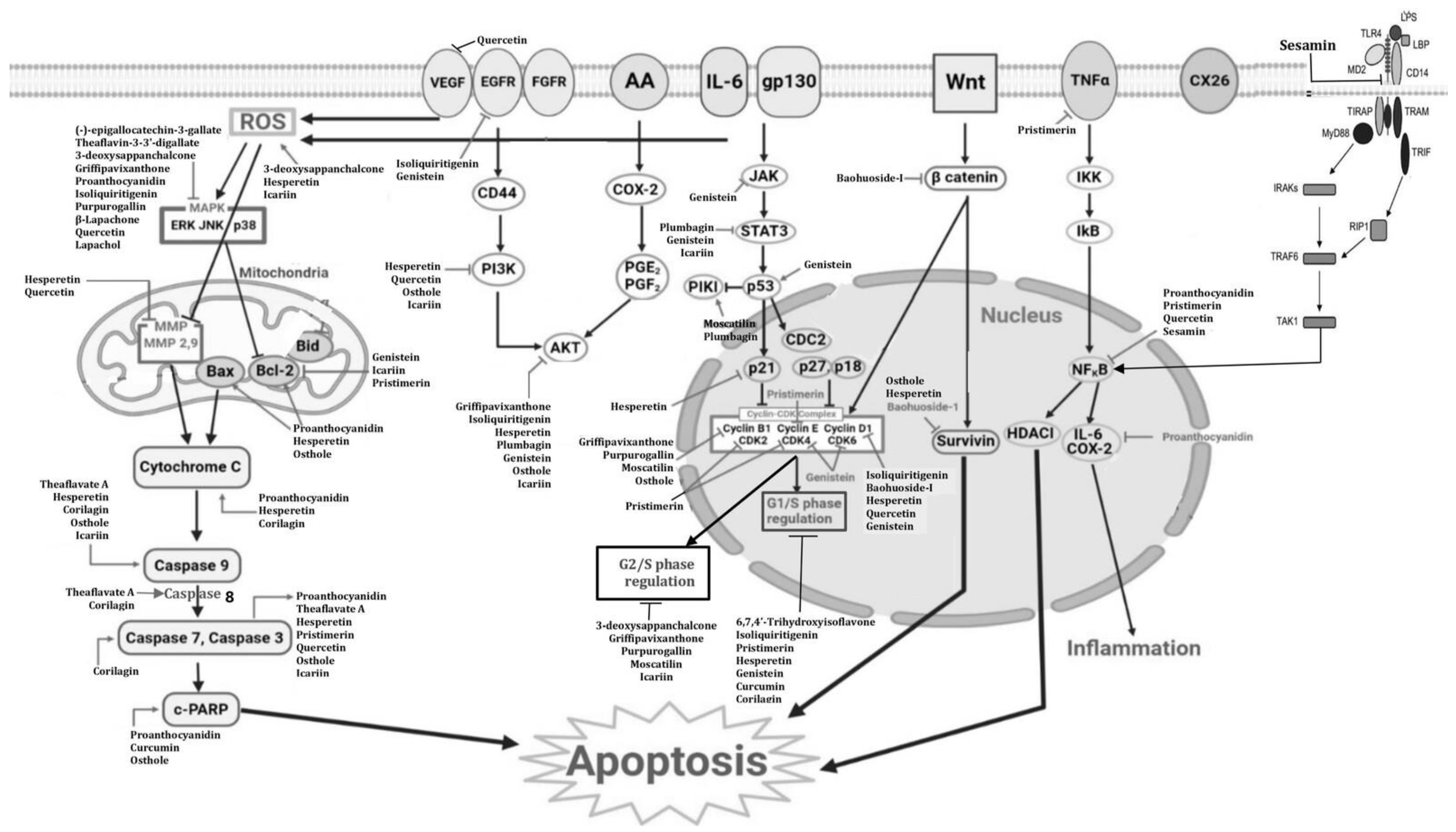 Futurepharmacol 04 00034 g002 Futurepharmacol 04 00034 g002