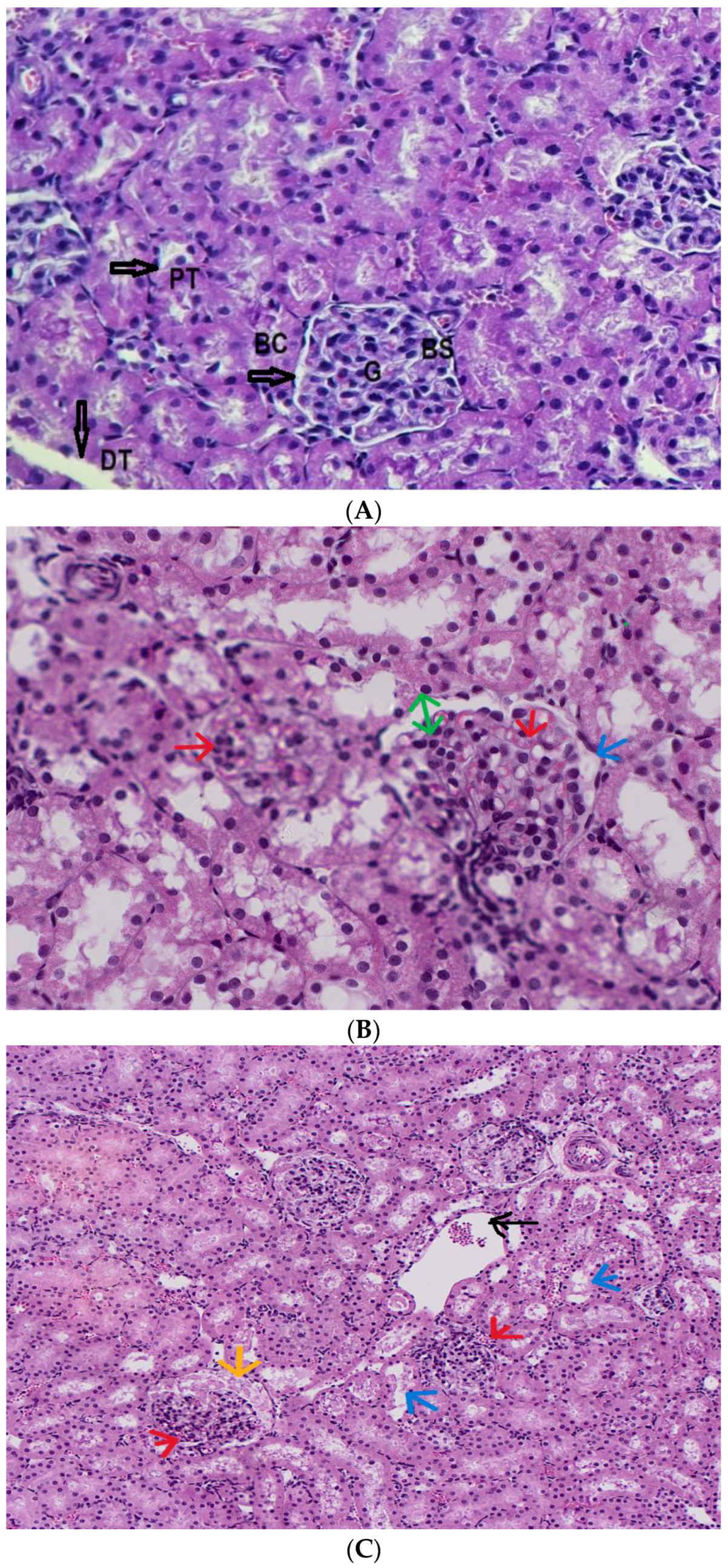 Futurepharmacol 04 00036 g010