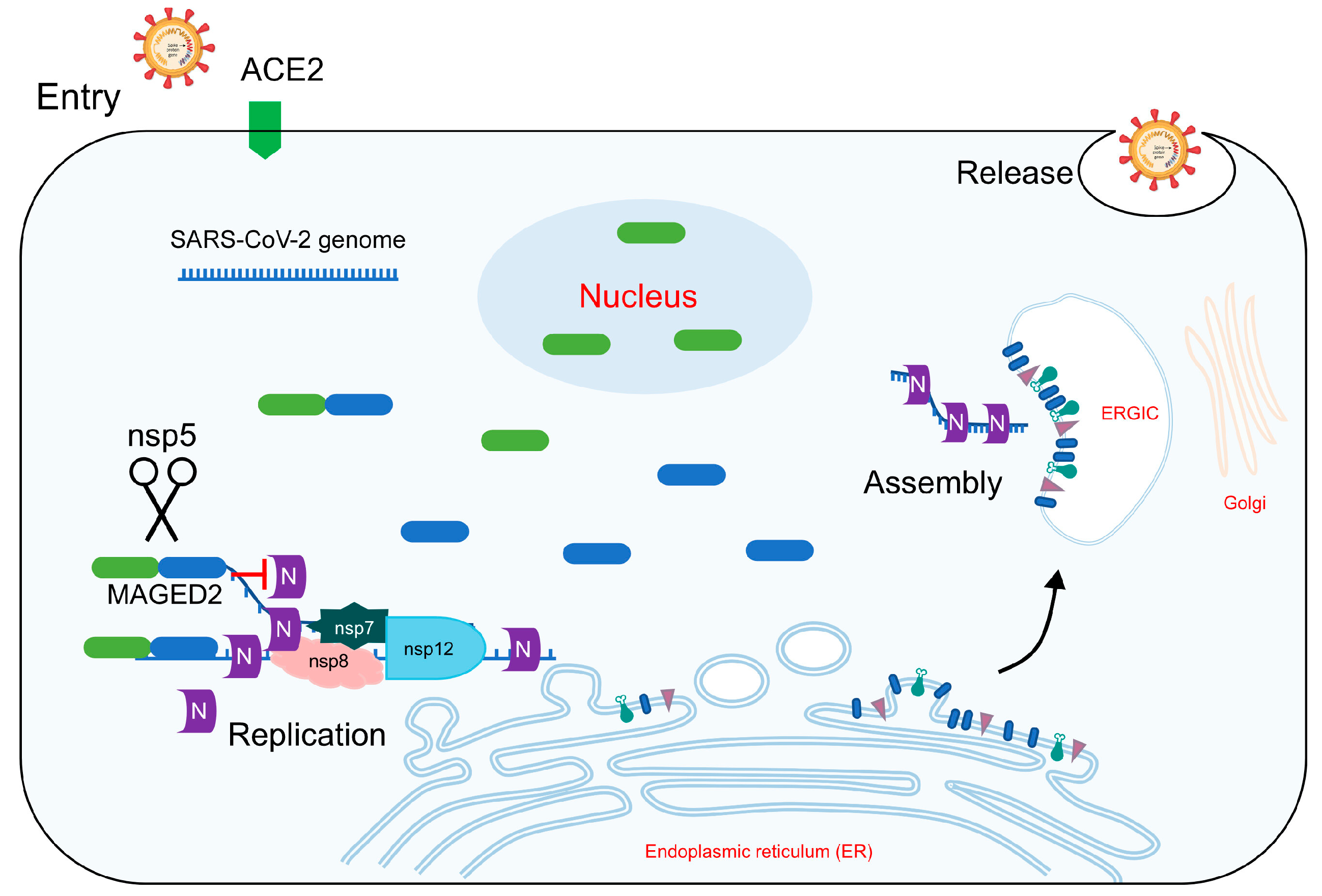 Futurepharmacol 04 00044 g004
