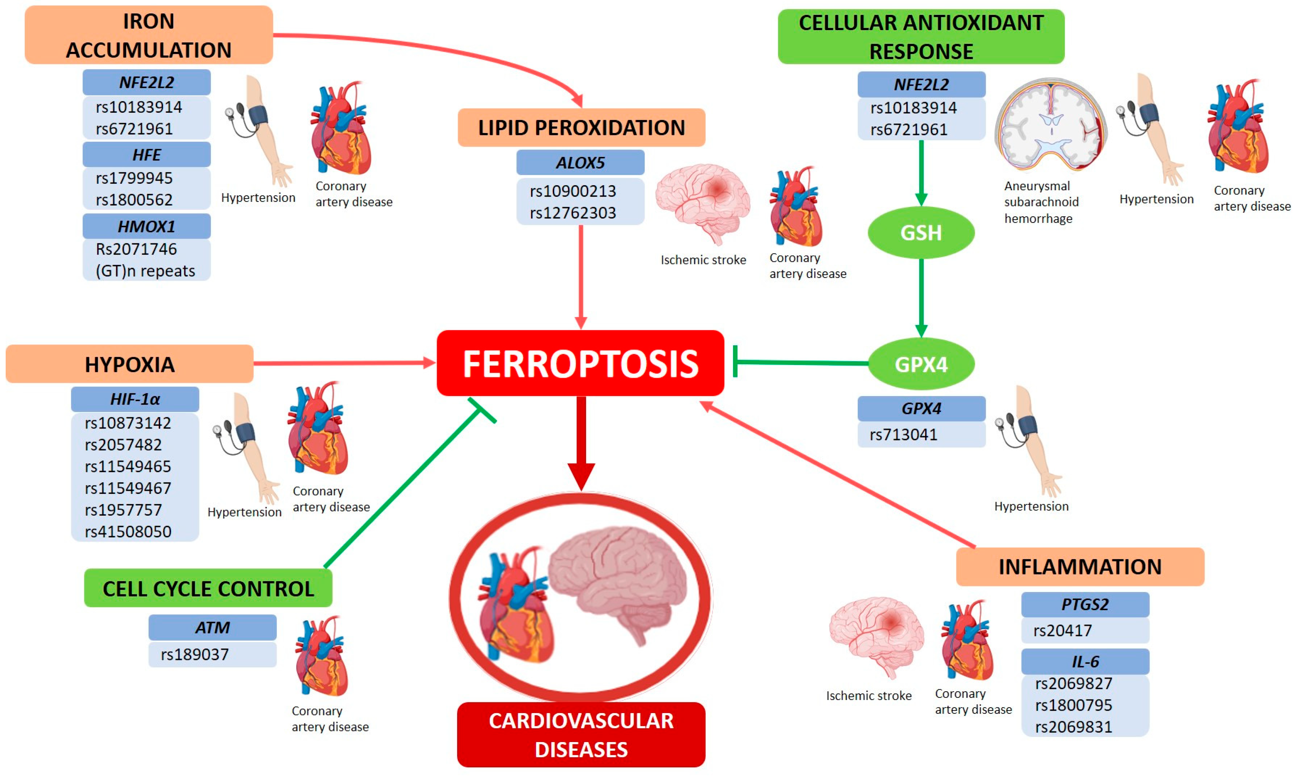 Futurepharmacol 05 00037 g001