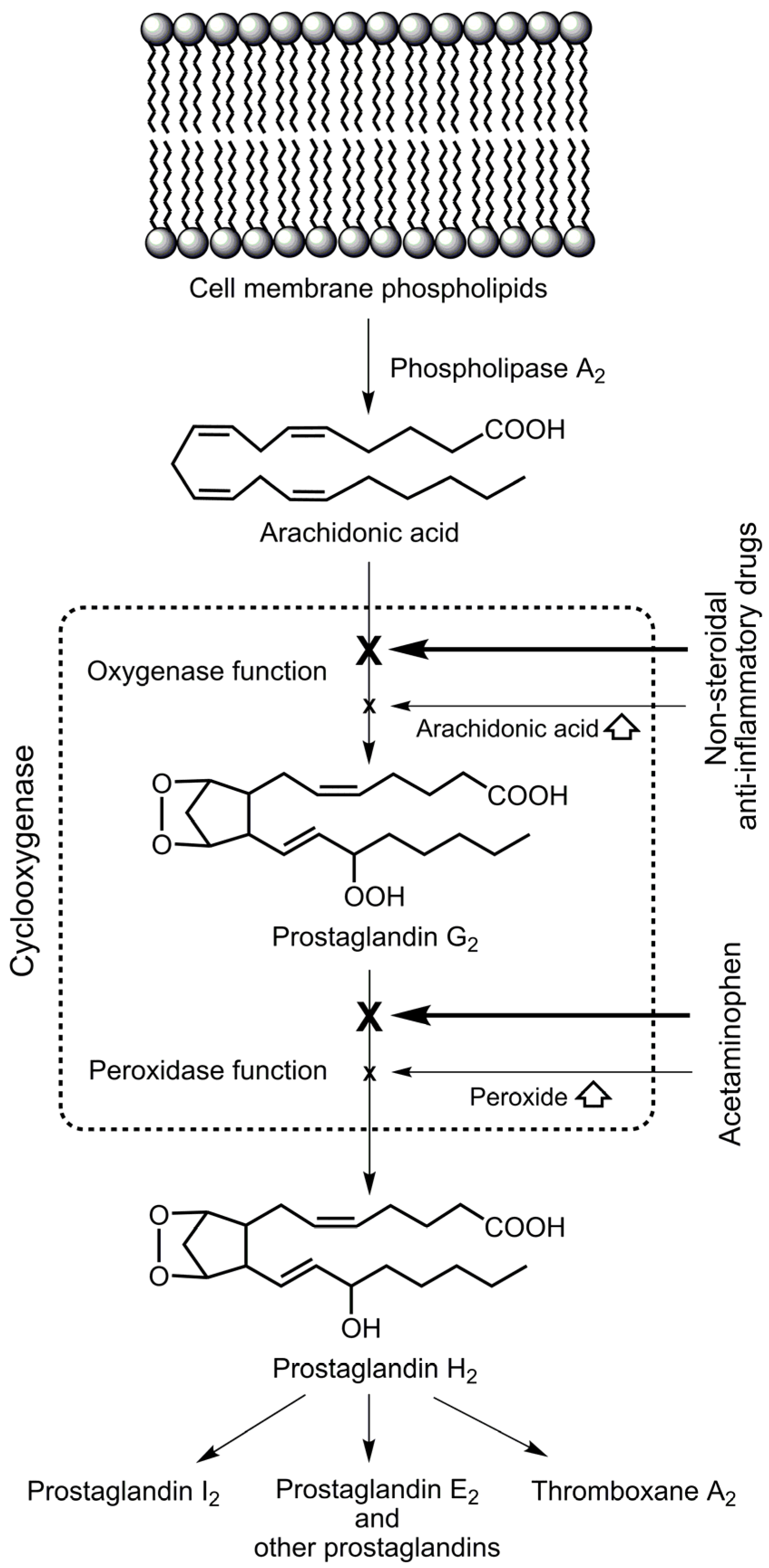 Futurepharmacol 05 00040 g002