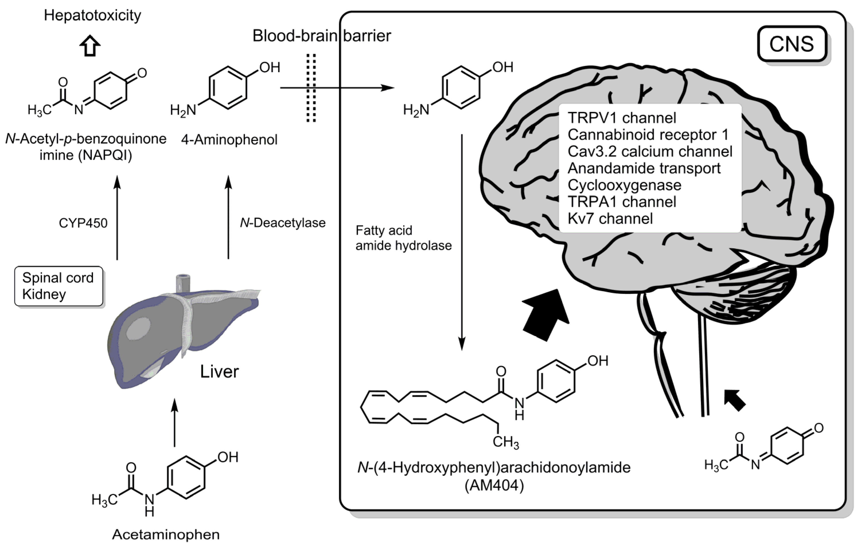 Futurepharmacol 05 00040 g006
