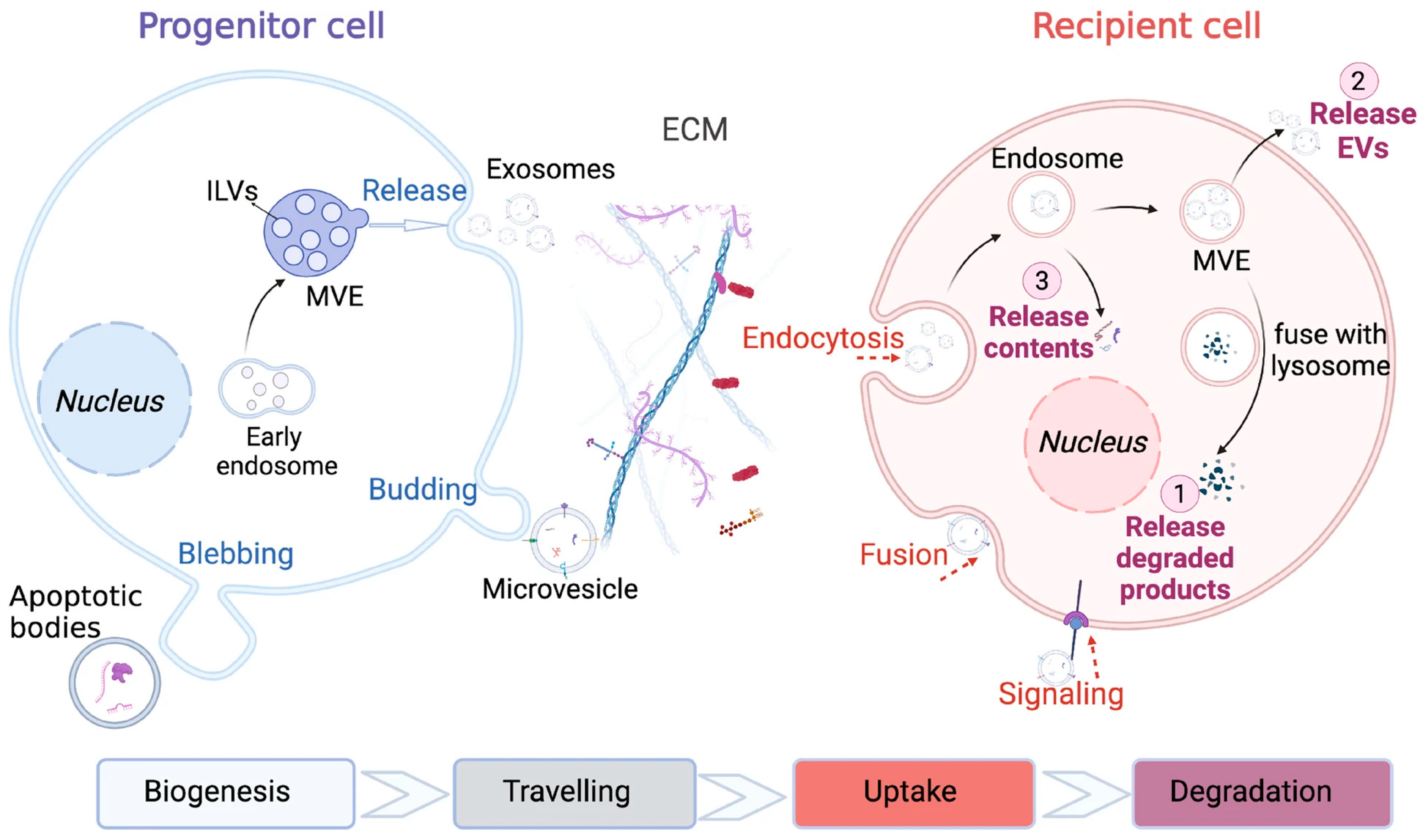 Futurepharmacol 05 00048 g002