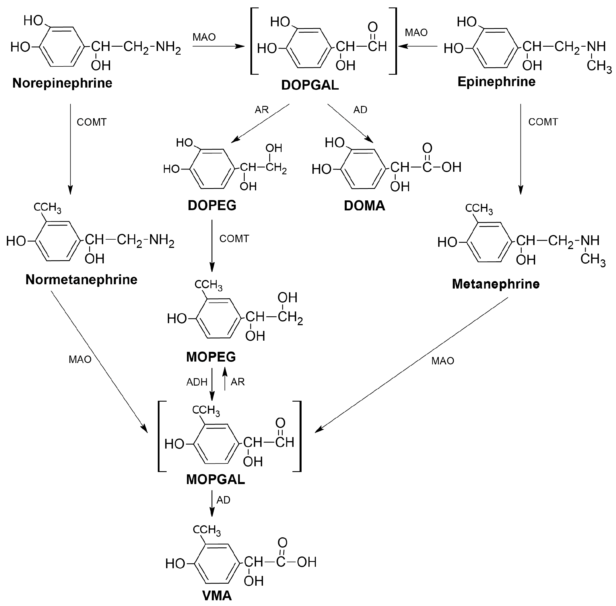 Futurepharmacol 05 00051 g002 Futurepharmacol 05 00051 g002