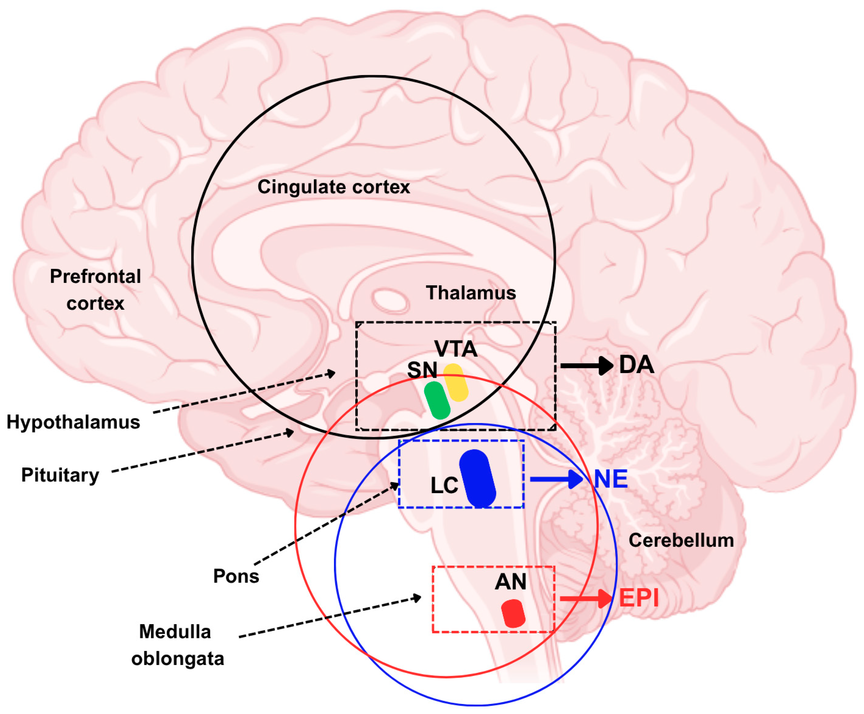 Futurepharmacol 05 00051 g003 Futurepharmacol 05 00051 g003