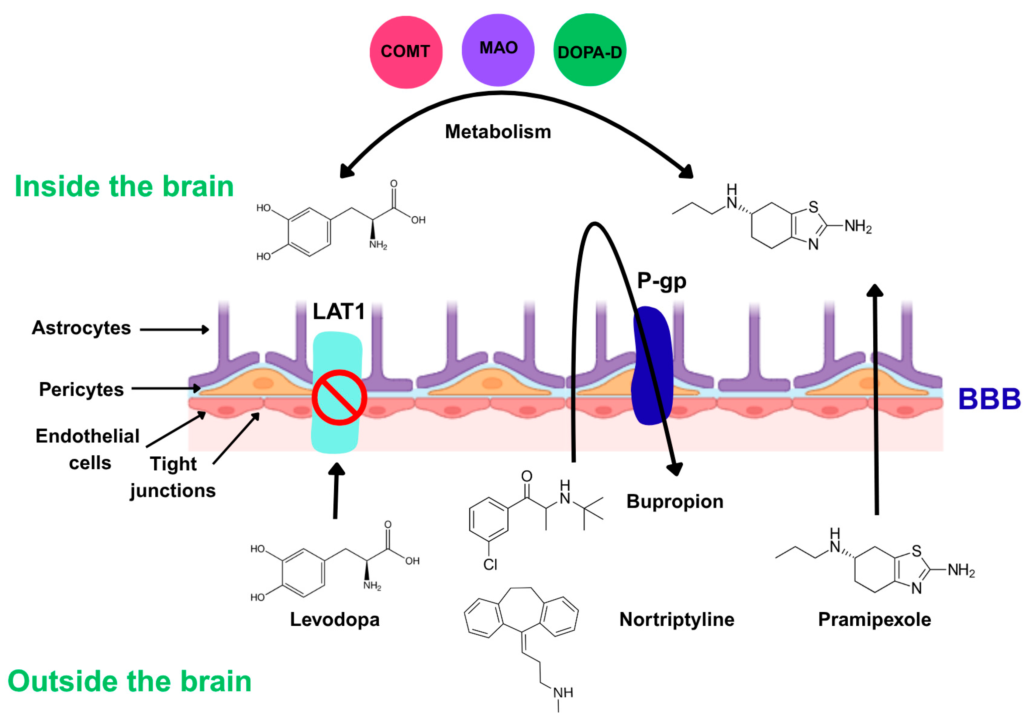 Futurepharmacol 05 00051 g004 Futurepharmacol 05 00051 g004