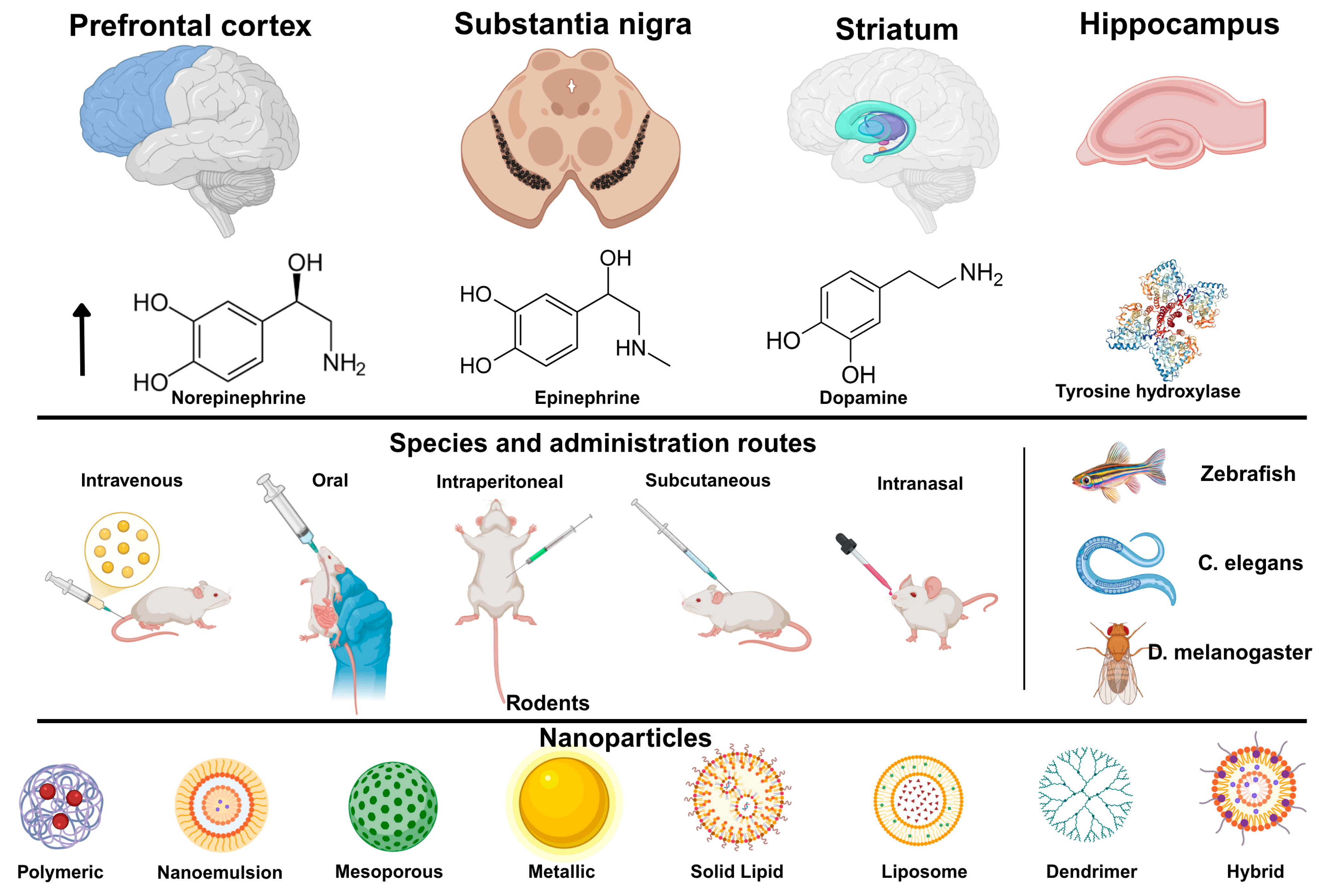 Futurepharmacol 05 00051 g005 Futurepharmacol 05 00051 g005