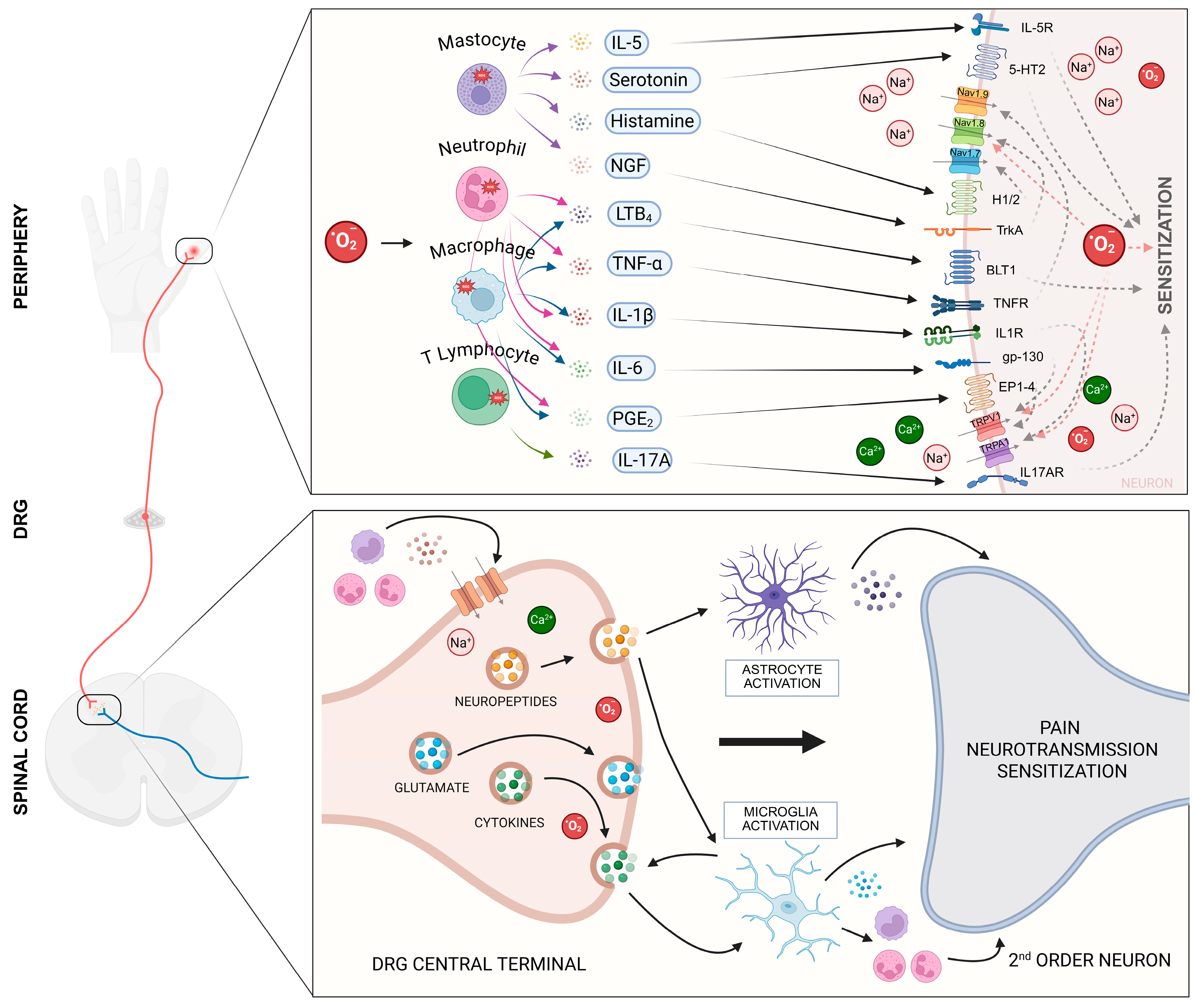 Futurepharmacol 05 00060 g003 Futurepharmacol 05 00060 g003