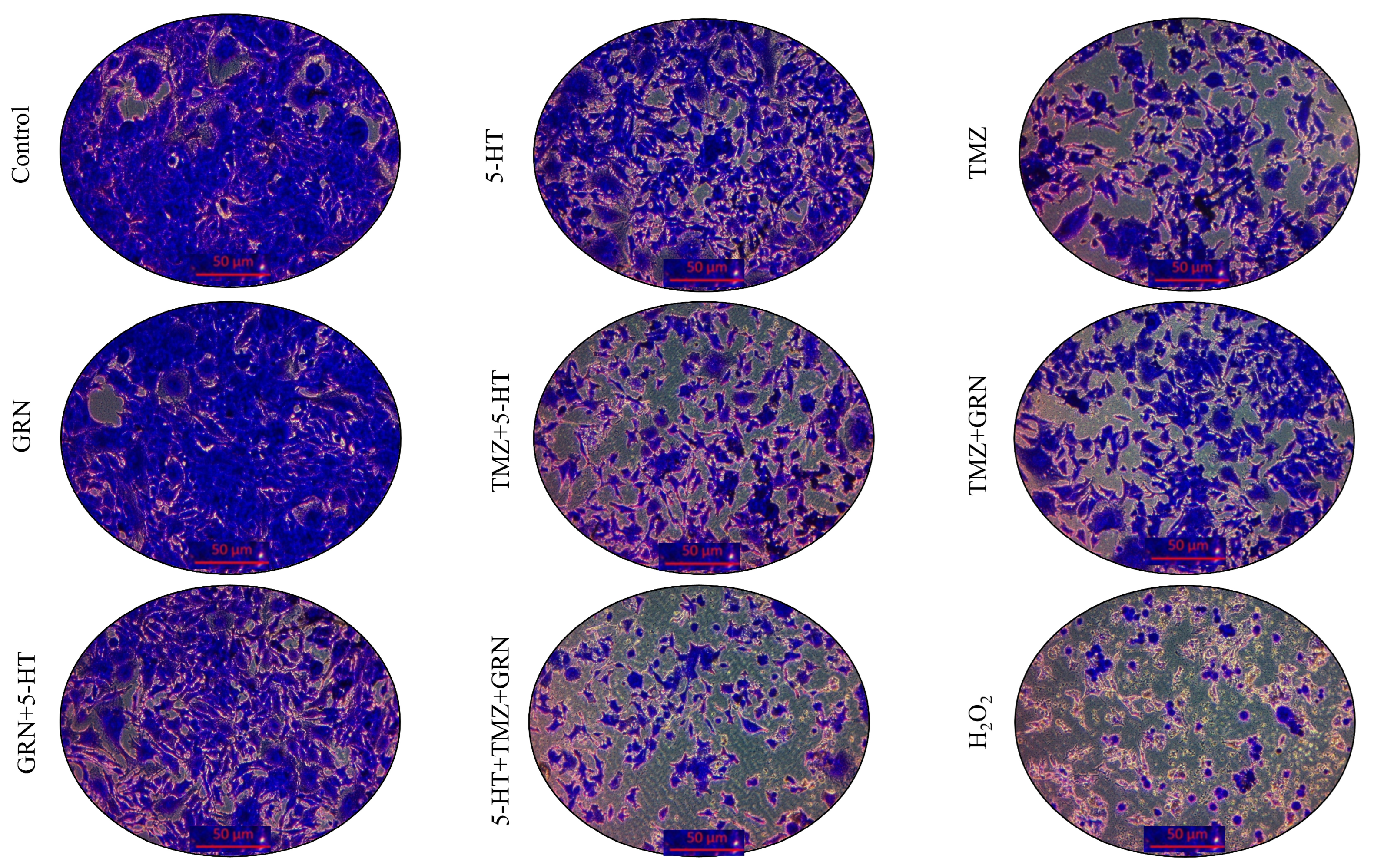 Futurepharmacol 06 00003 g005