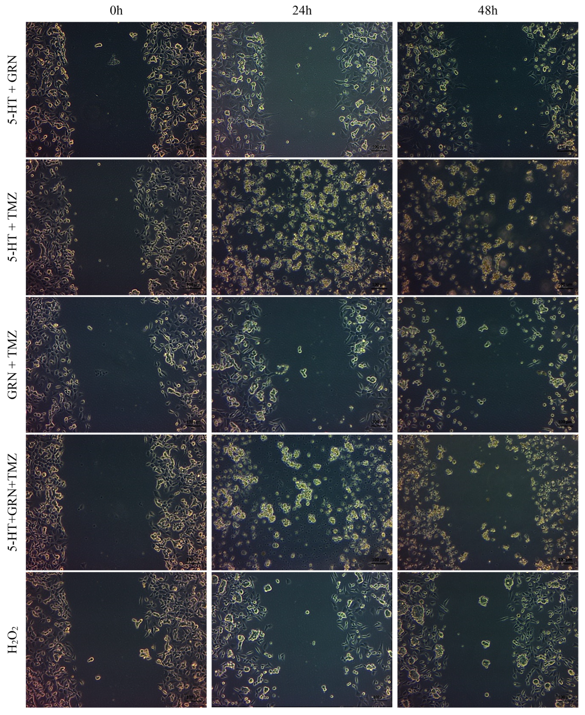 Futurepharmacol 06 00003 g008