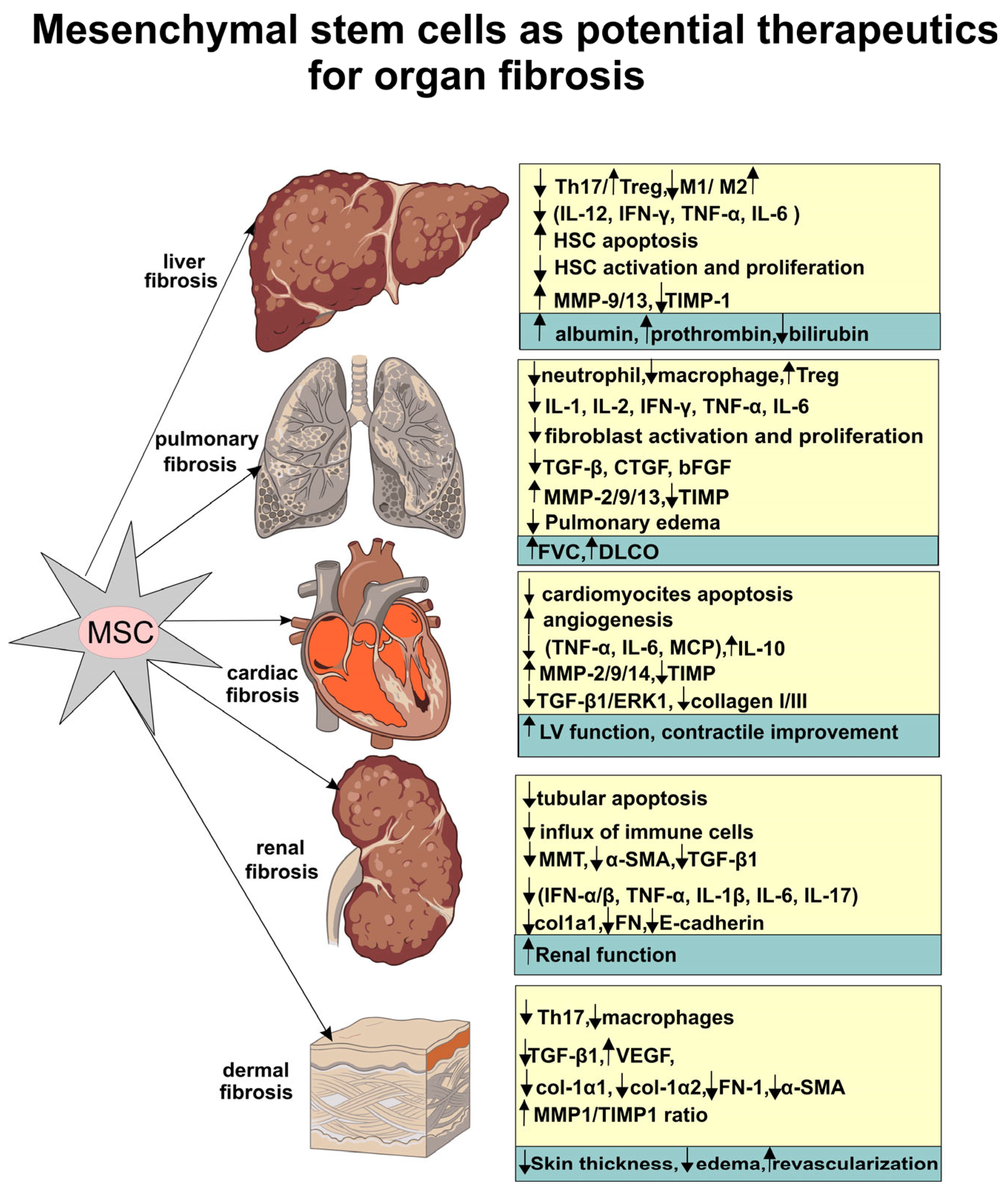 futurepharmacol-06-00027-g001.png