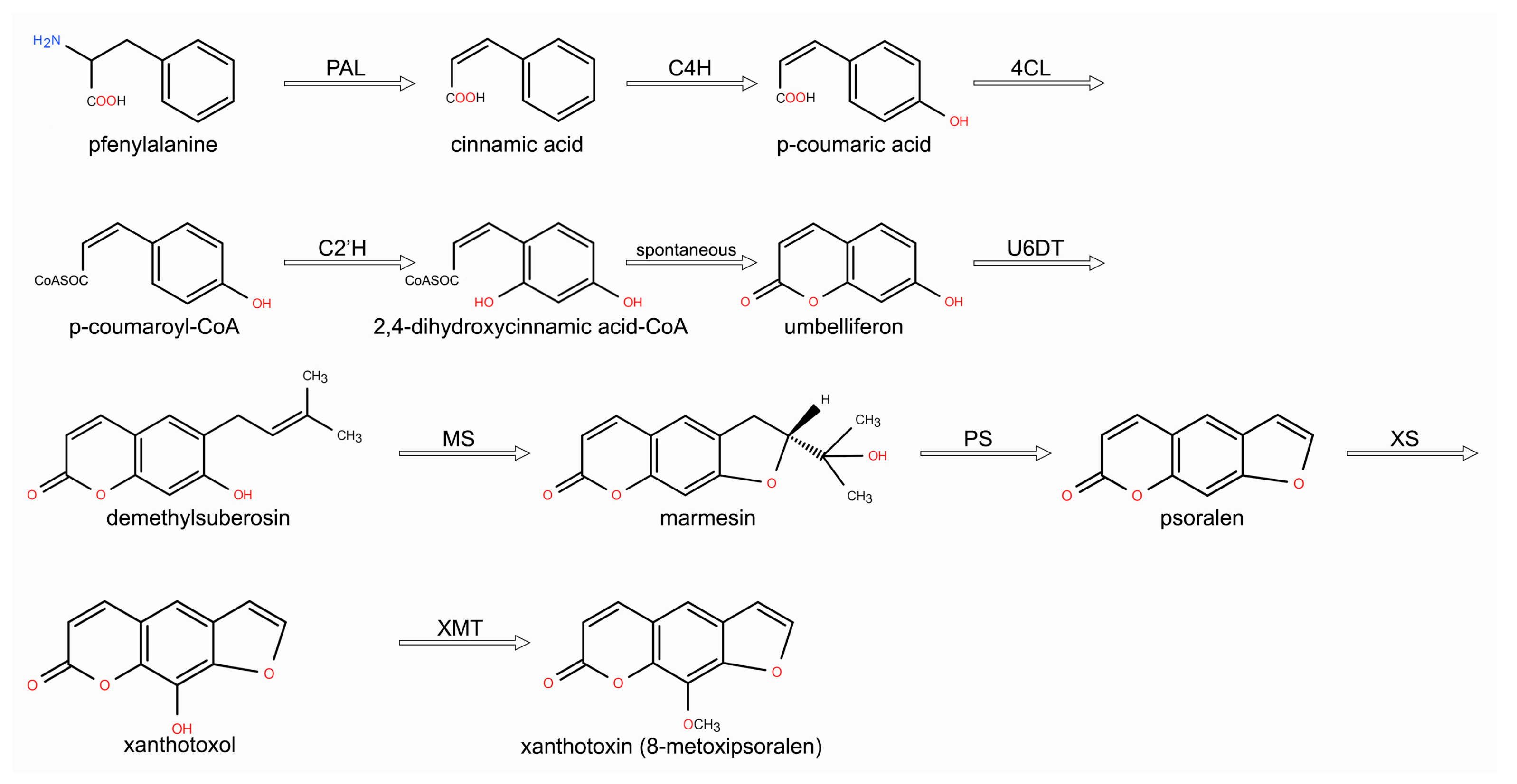 Futurepharmacol 06 00036 g002 Futurepharmacol 06 00036 g002
