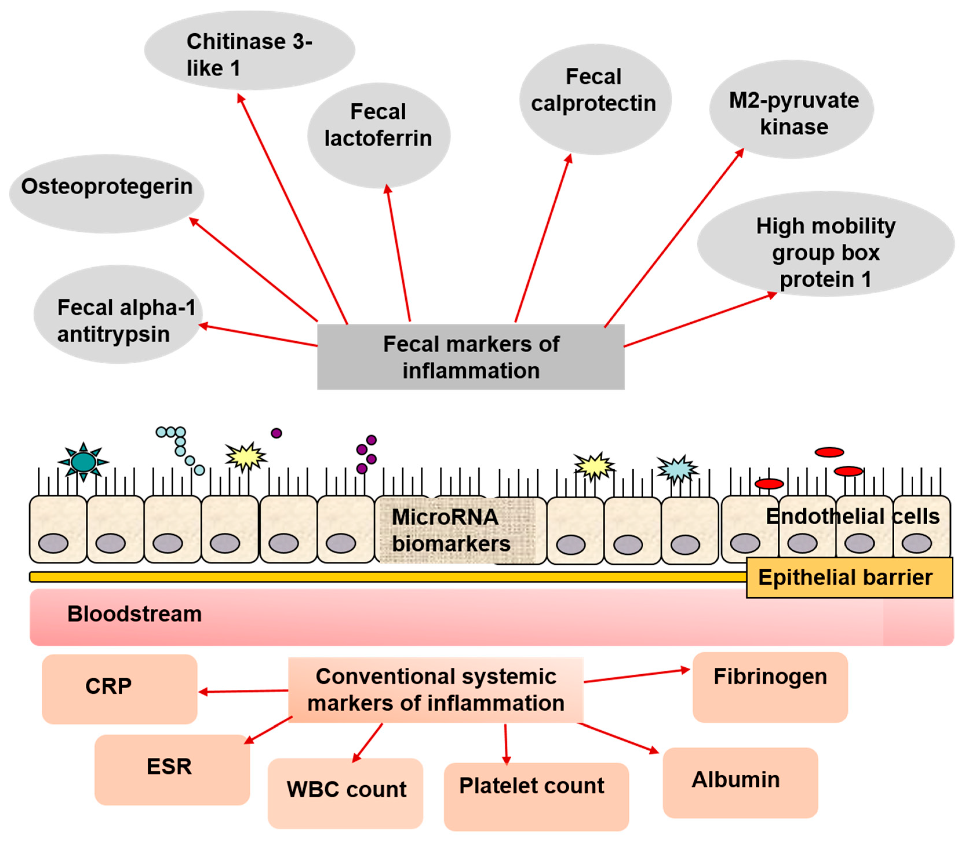 Sandy Cusco Leidingen Gastroenterology Insights | Free Full-Text | Laboratory Assessment of Disease Activity in Pediatric Patients with Inflammatory Bowel Disease: What's New? Sandy Cusco Leidingen Gastroenterology Insights | Free Full-Text | Laboratory Assessment of Disease Activity in Pediatric Patients with Inflammatory Bowel Disease: What's New?