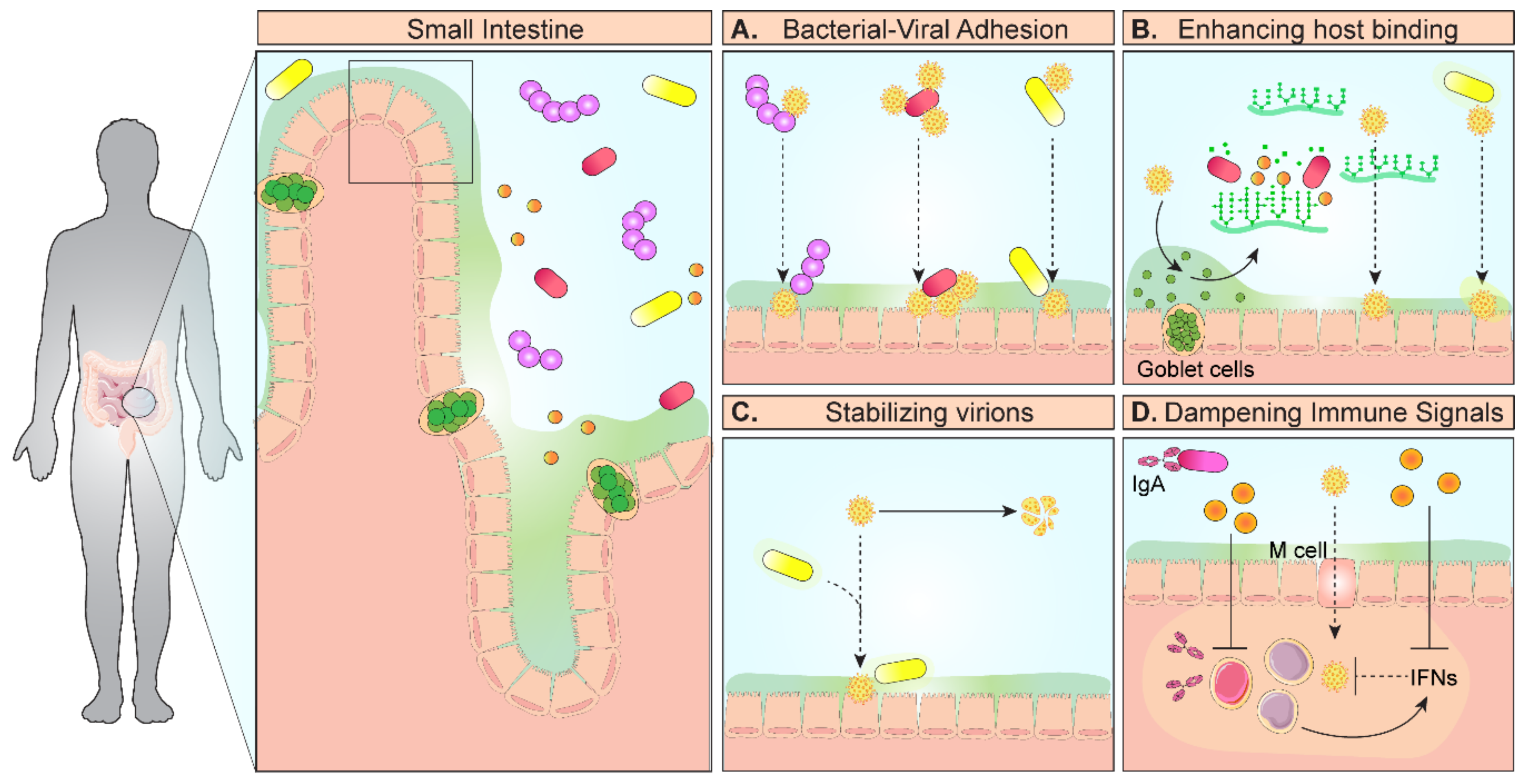 Full article: Intestinal mucin-type O-glycans: the major players in the  host-bacteria-rotavirus interactions