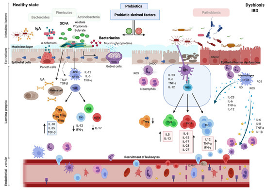 y、ライフ Role of Probiotics and Their Metabolites in Inflammatory