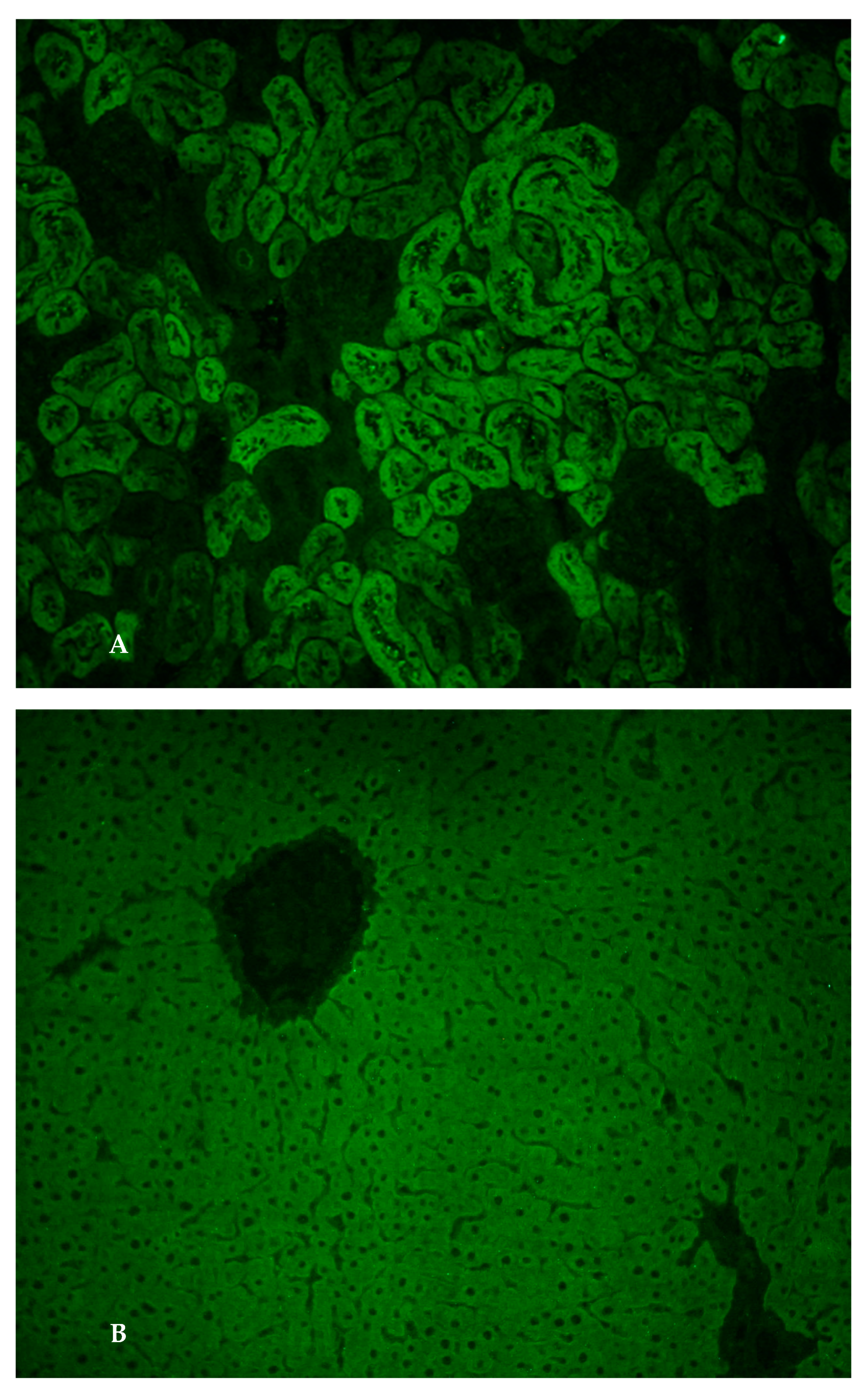 Gastroent 12 00007 g001
