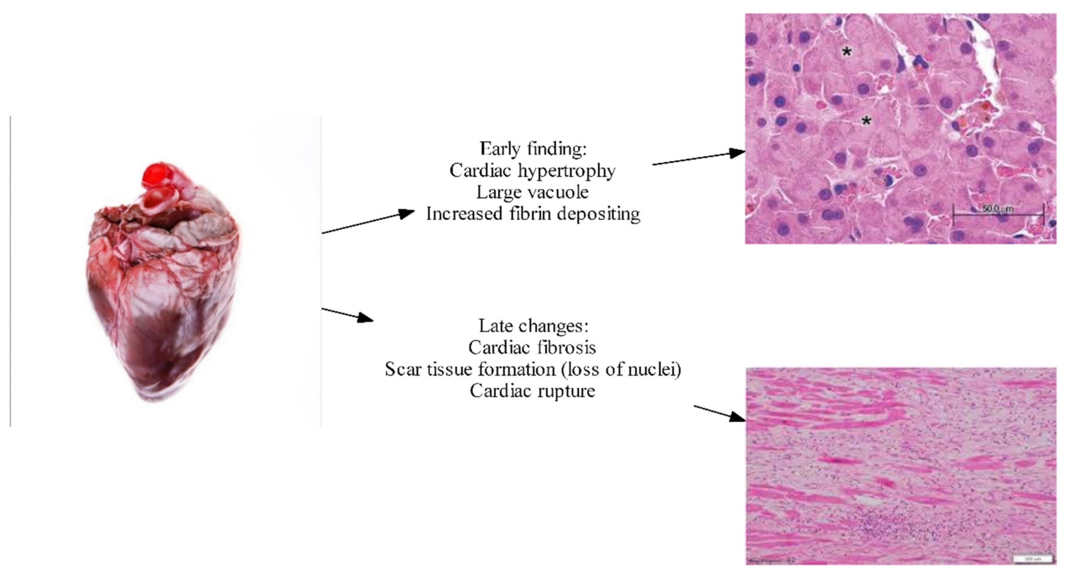 Gastroent 12 00008 g002