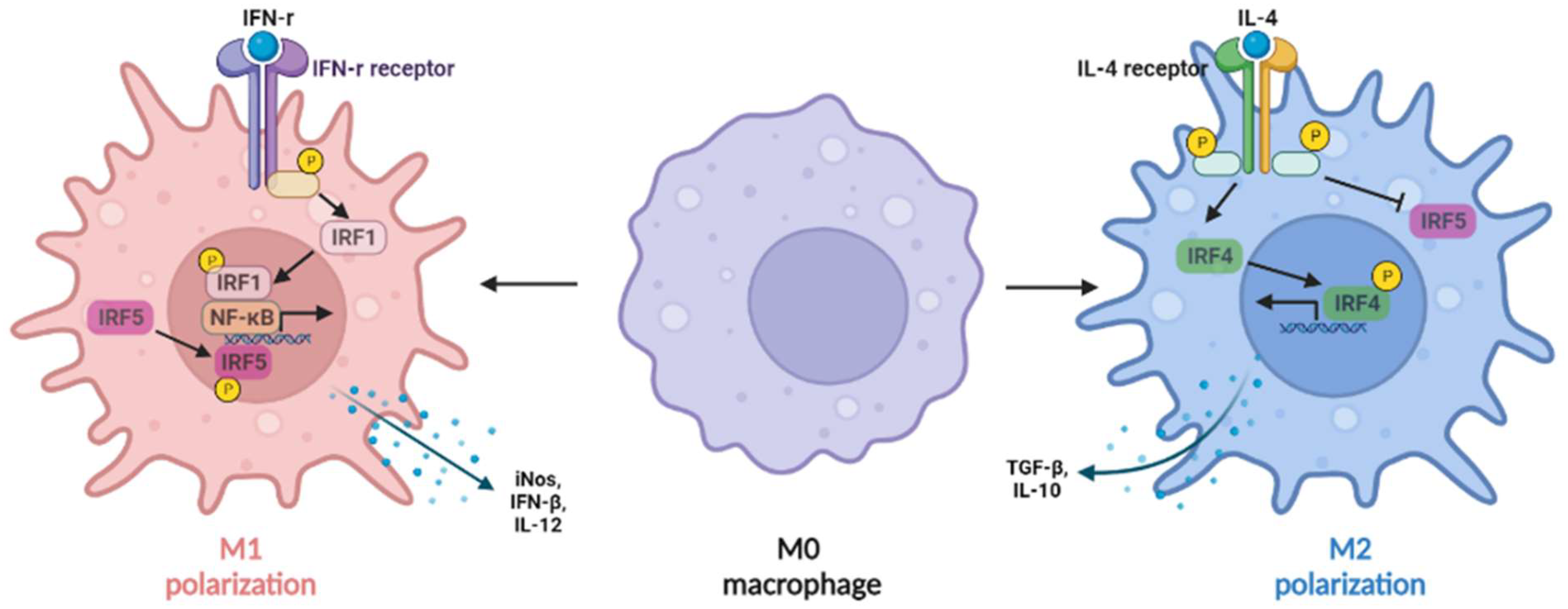 Gastroent 13 00016 g002 Gastroent 13 00016 g002