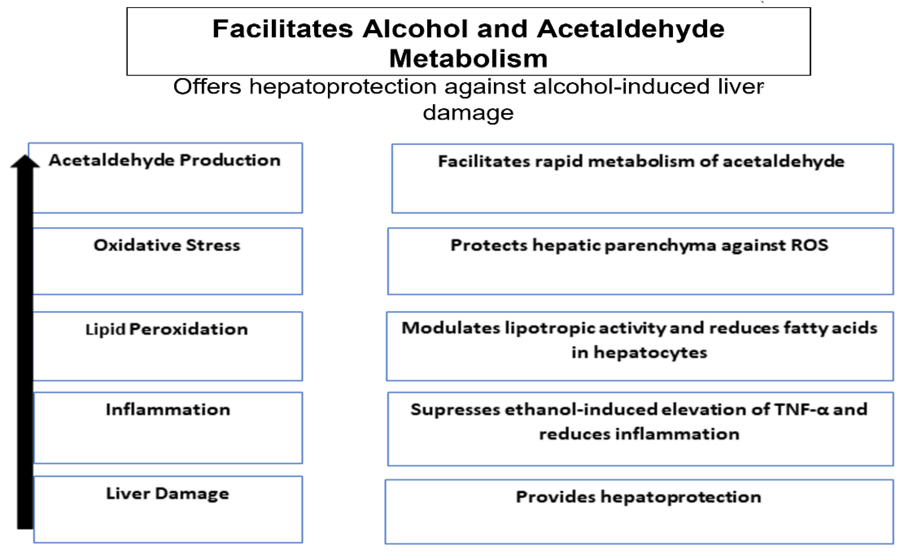 Clinical and safety evaluation of liv 52 in alcoholic liver disease a