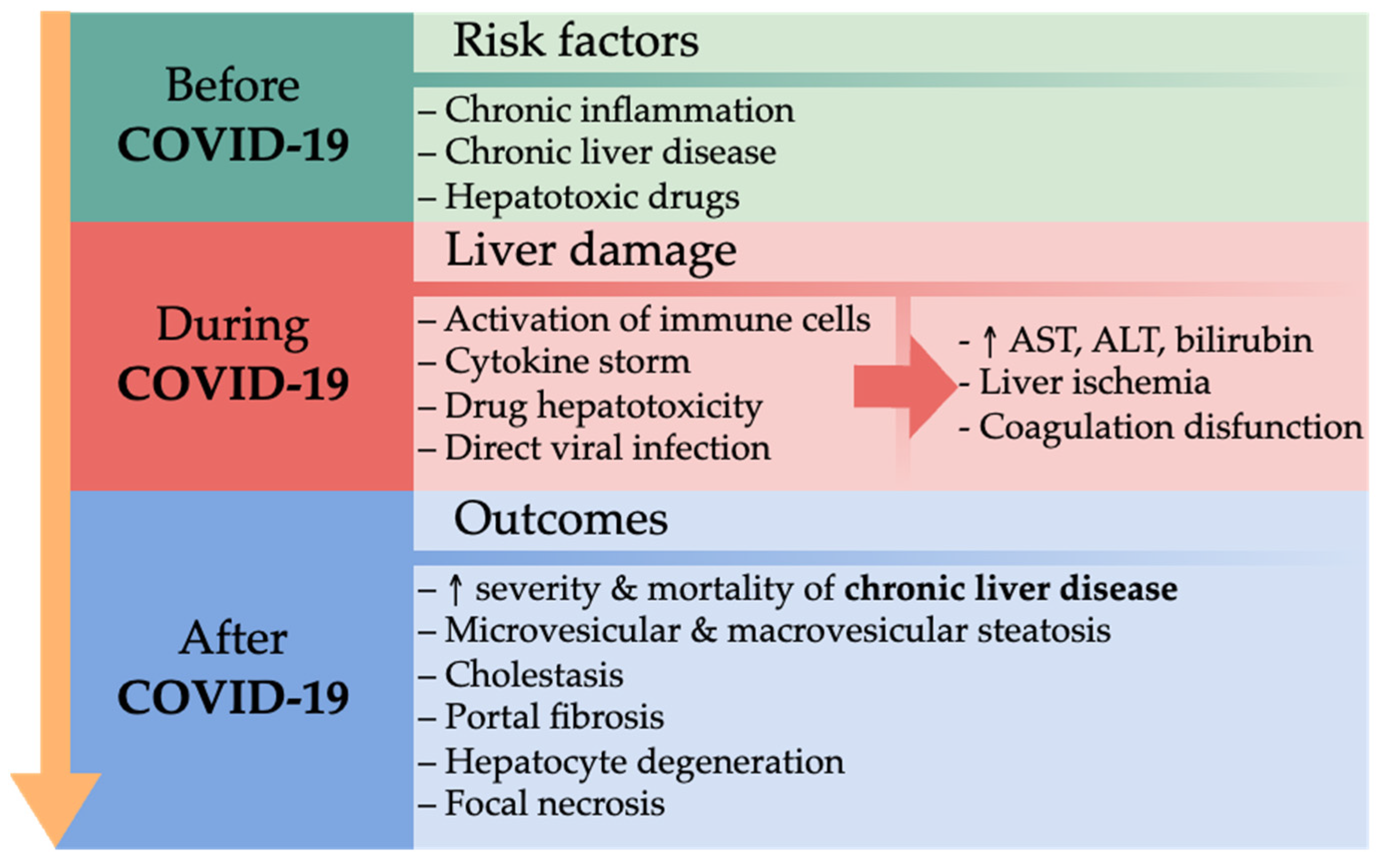 Gastroenterology Insights Free FullText Features of Liver Injury
