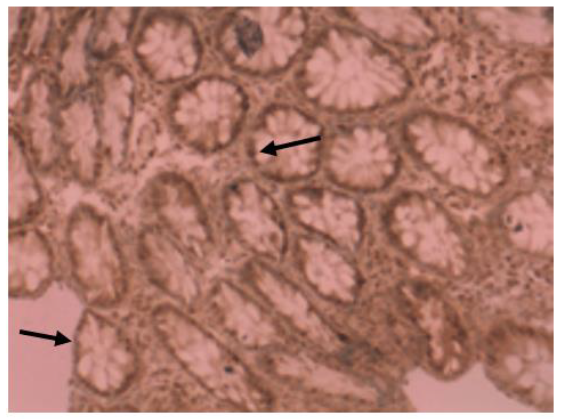 Gastroent 14 00025 g005