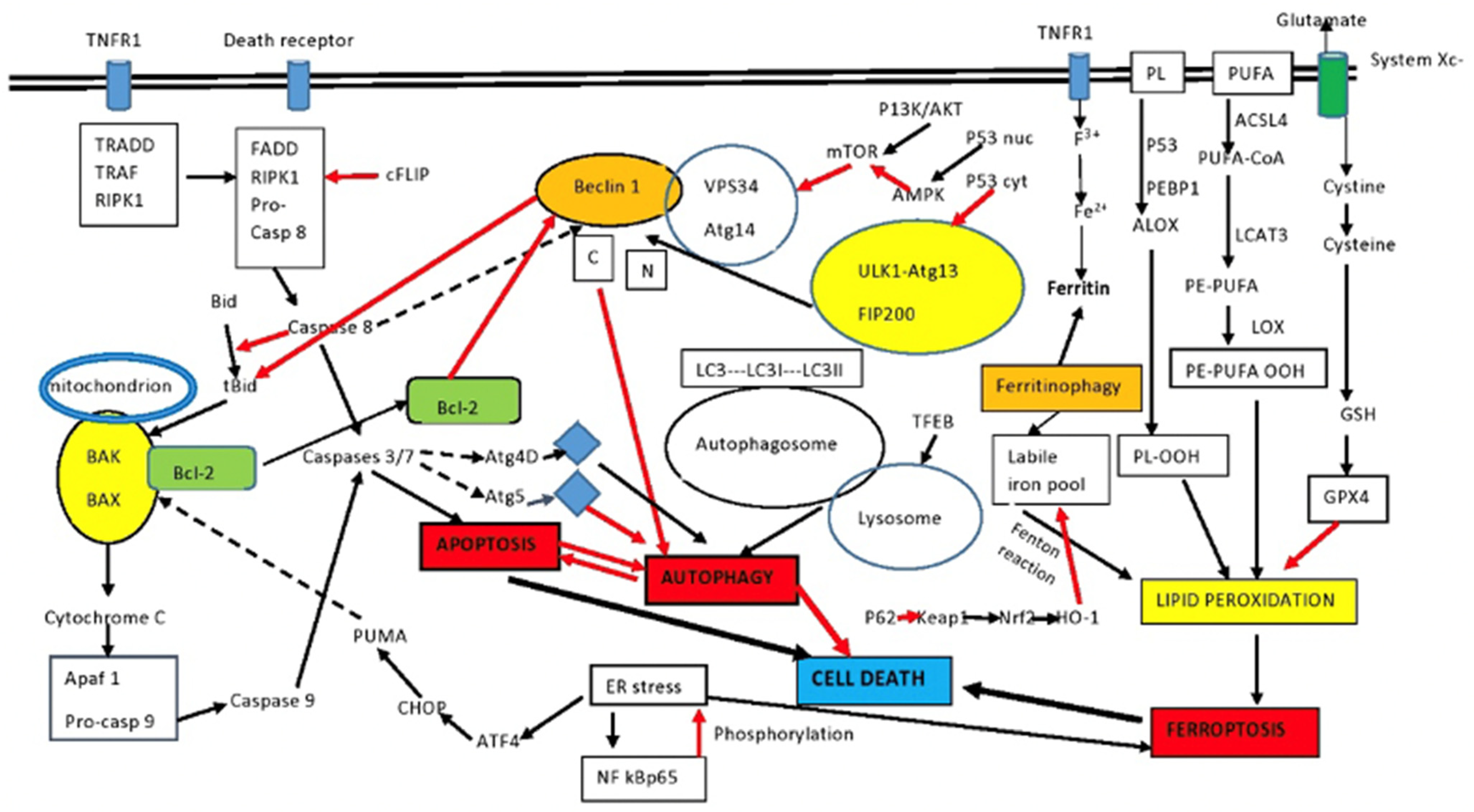 Gastroent 14 00042 g001 Gastroent 14 00042 g001