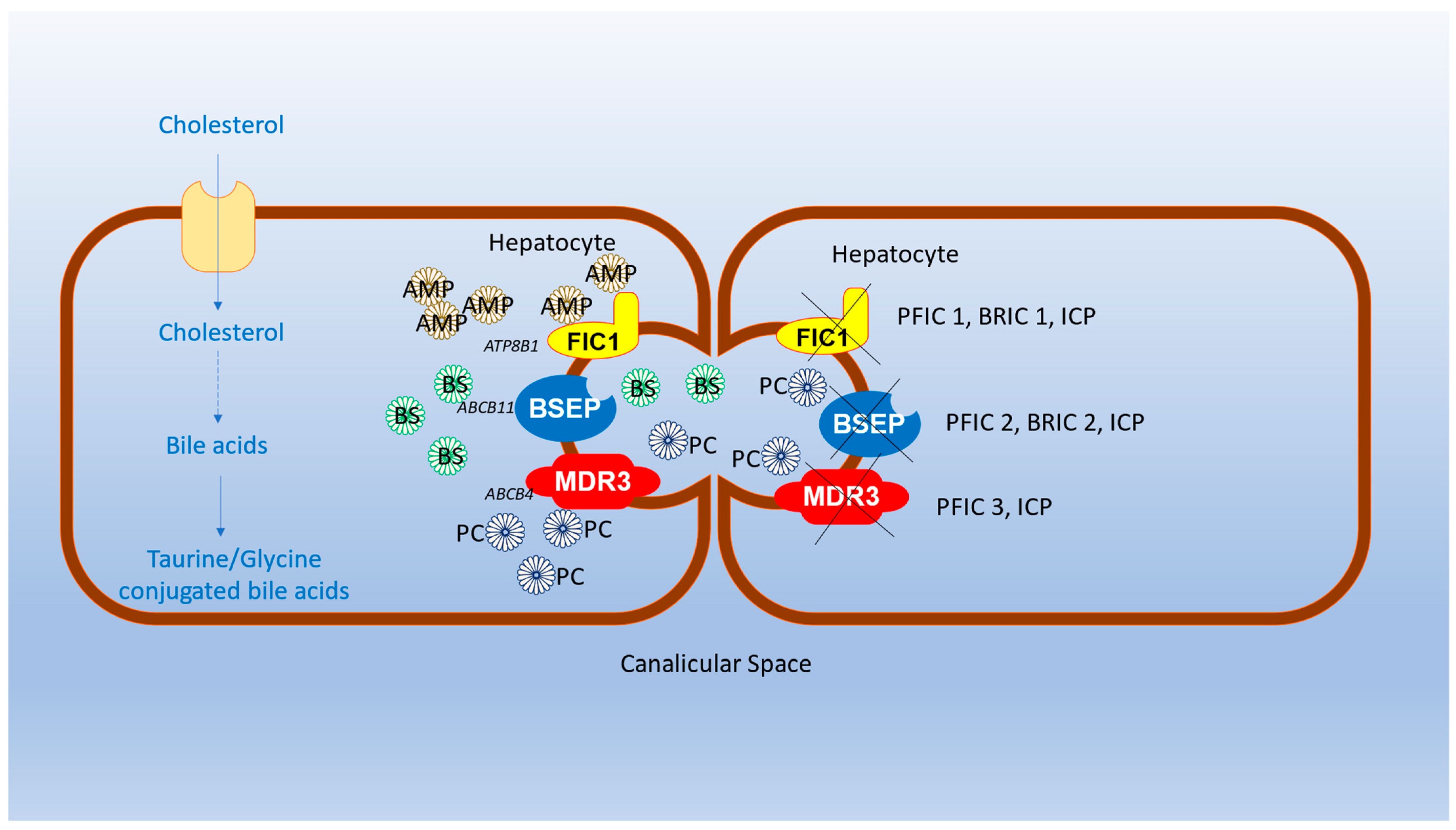 Gastroent 15 00011 g001