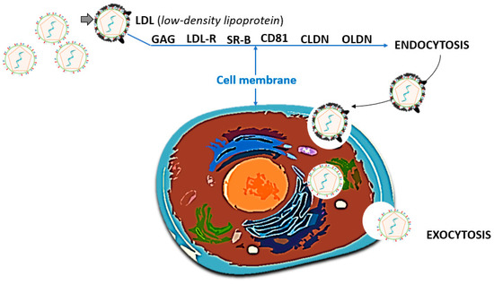 福袋 大丸 Virus: C Hepatitis History Knowledge Current and リール